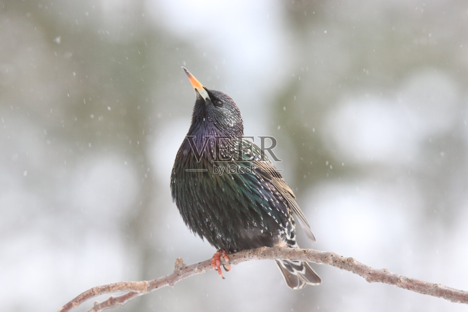 冬天栖息的欧洲椋鸟照片摄影图片