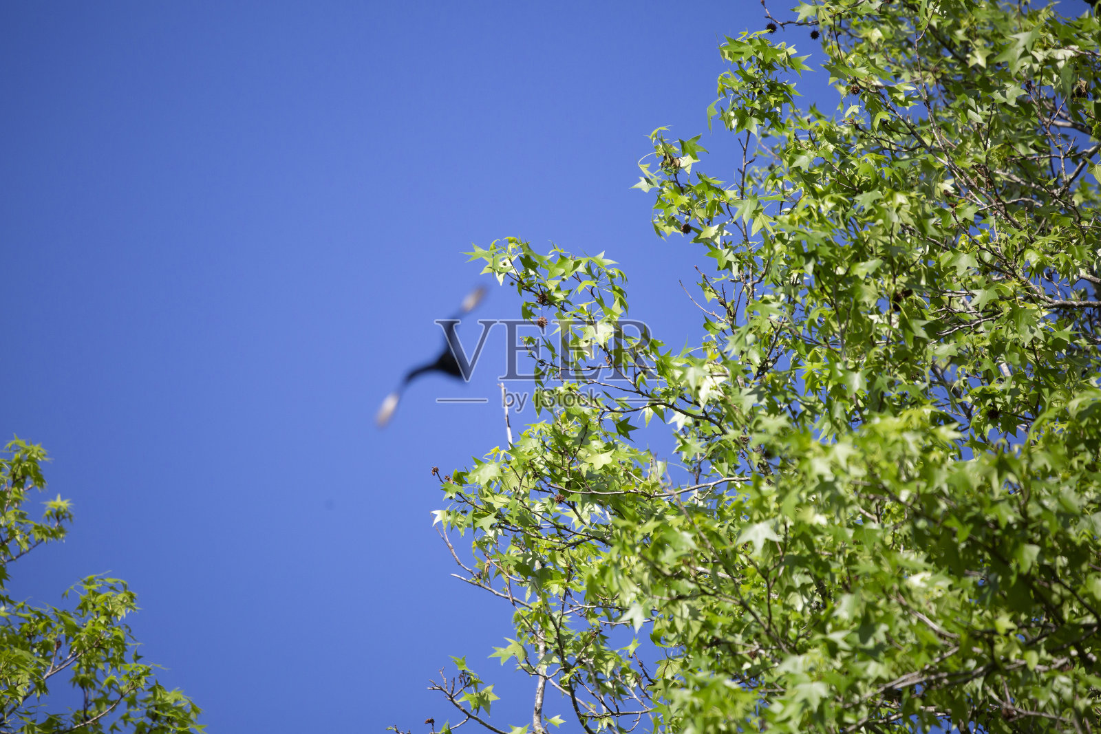 土耳其秃鹰形状照片摄影图片