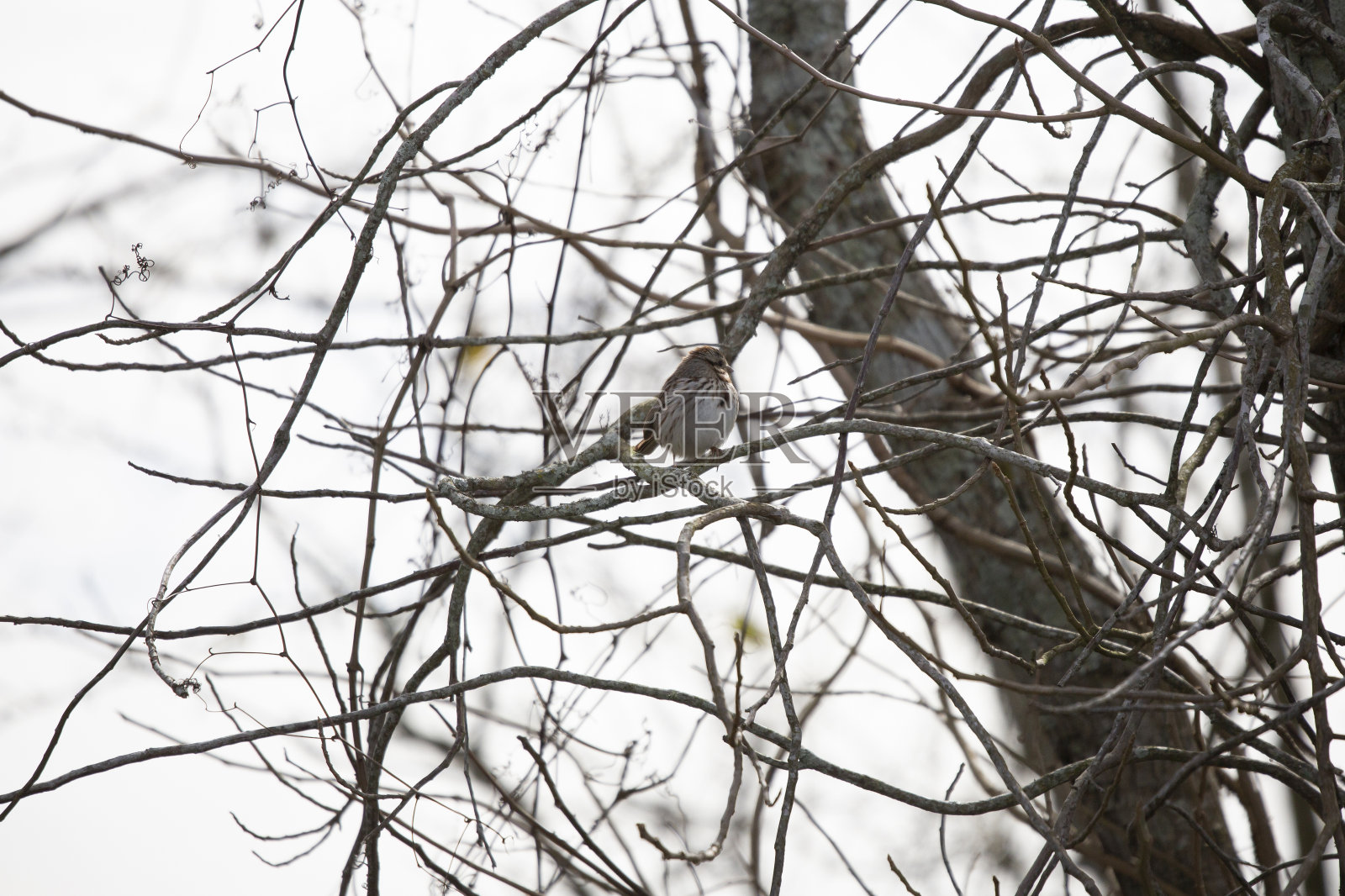 树上的歌雀照片摄影图片