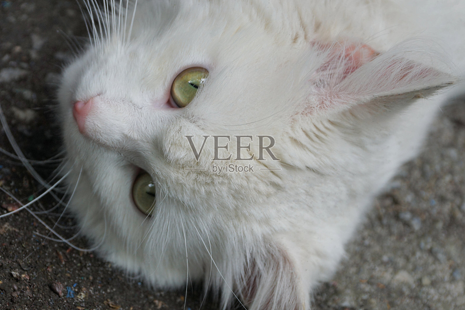 一只大白猫躺着看照片摄影图片