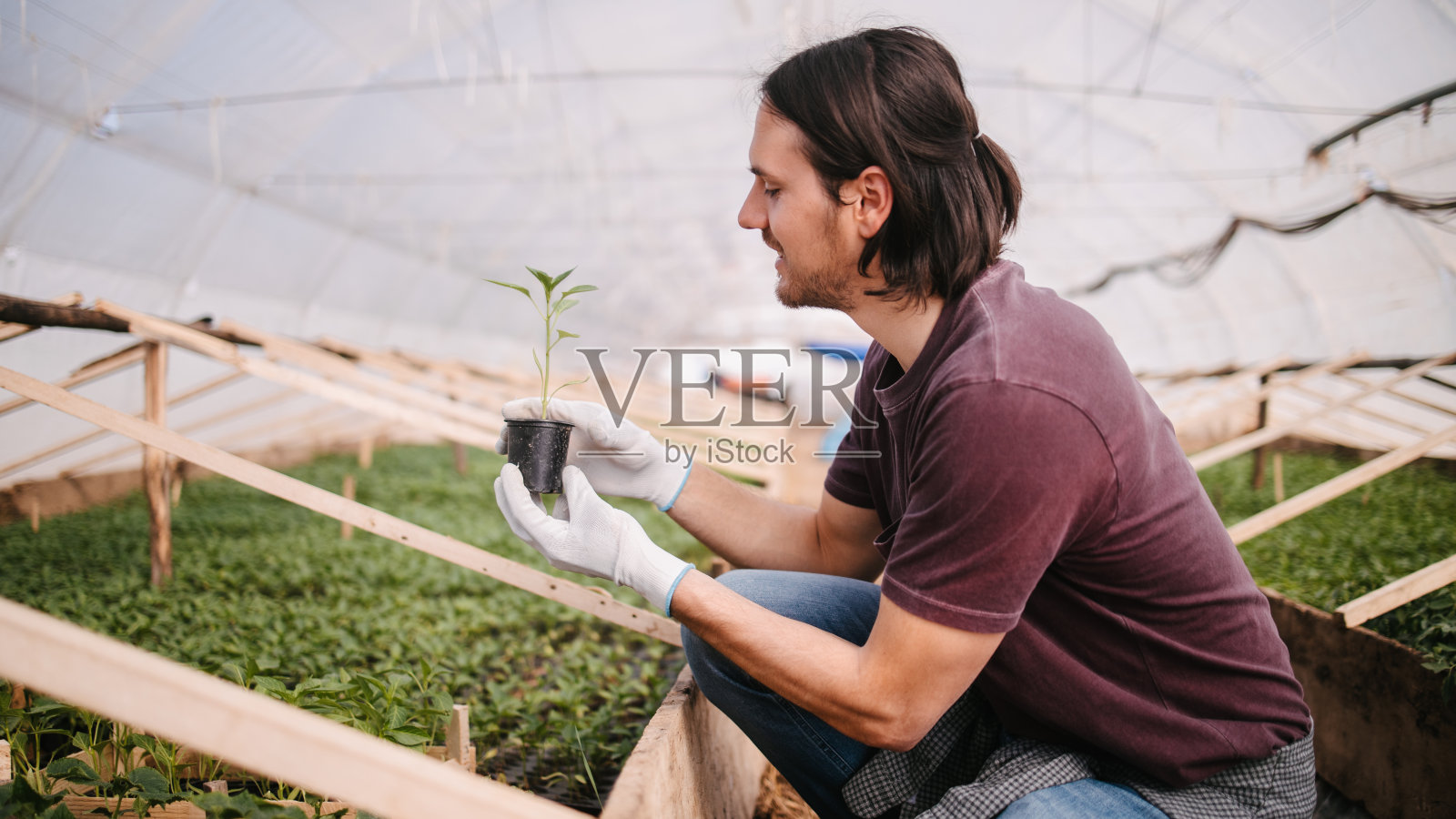 农场工人检查温室里的幼苗照片摄影图片