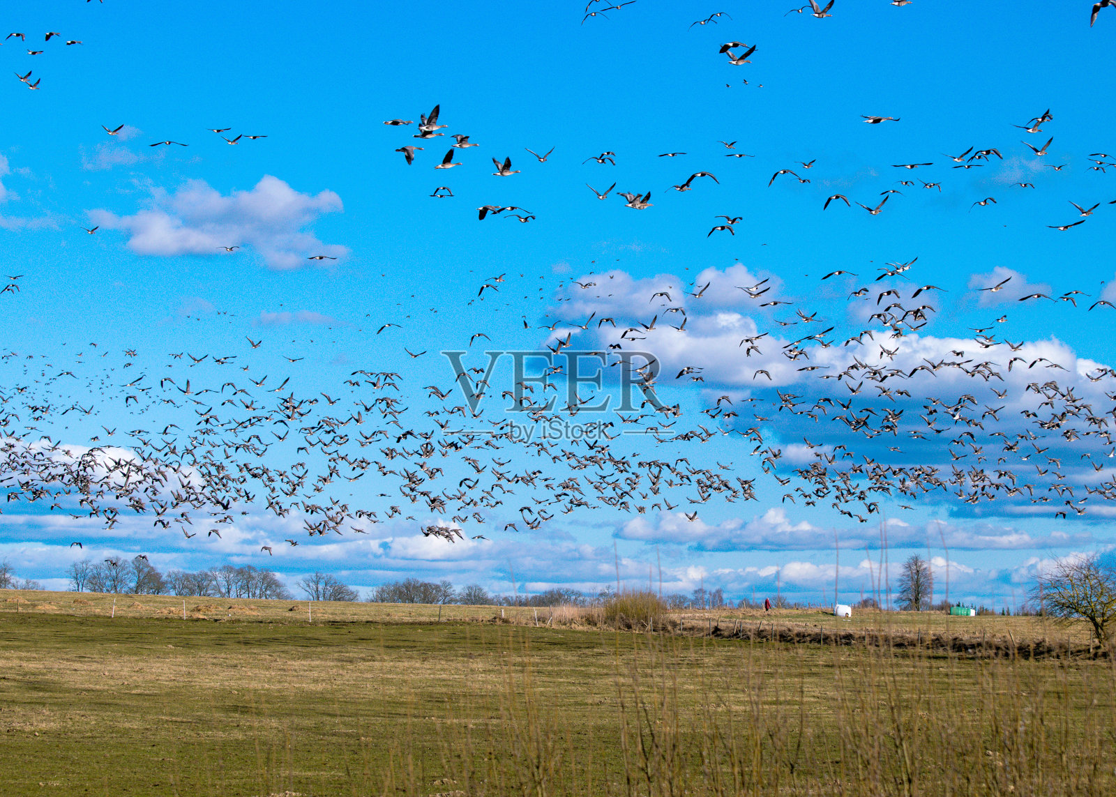 一群受惊的大雁在春季/秋季迁徙时离开田野,大雁飞过田野,田野里有许多大雁照片摄影图片
