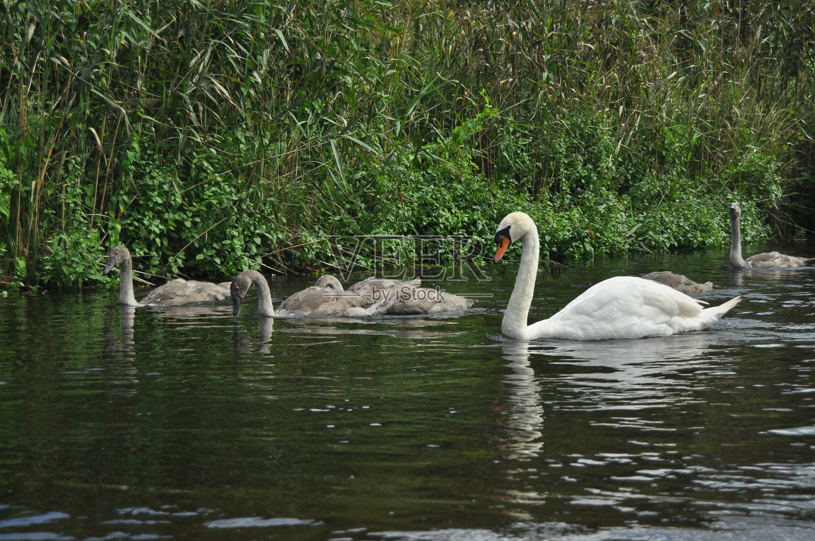 静静的天鹅在湖上、河上游泳。一只雪白的鸟长着长长的脖子,组成了一对恩爱的夫妇和充满爱心的一家人。照片摄影图片
