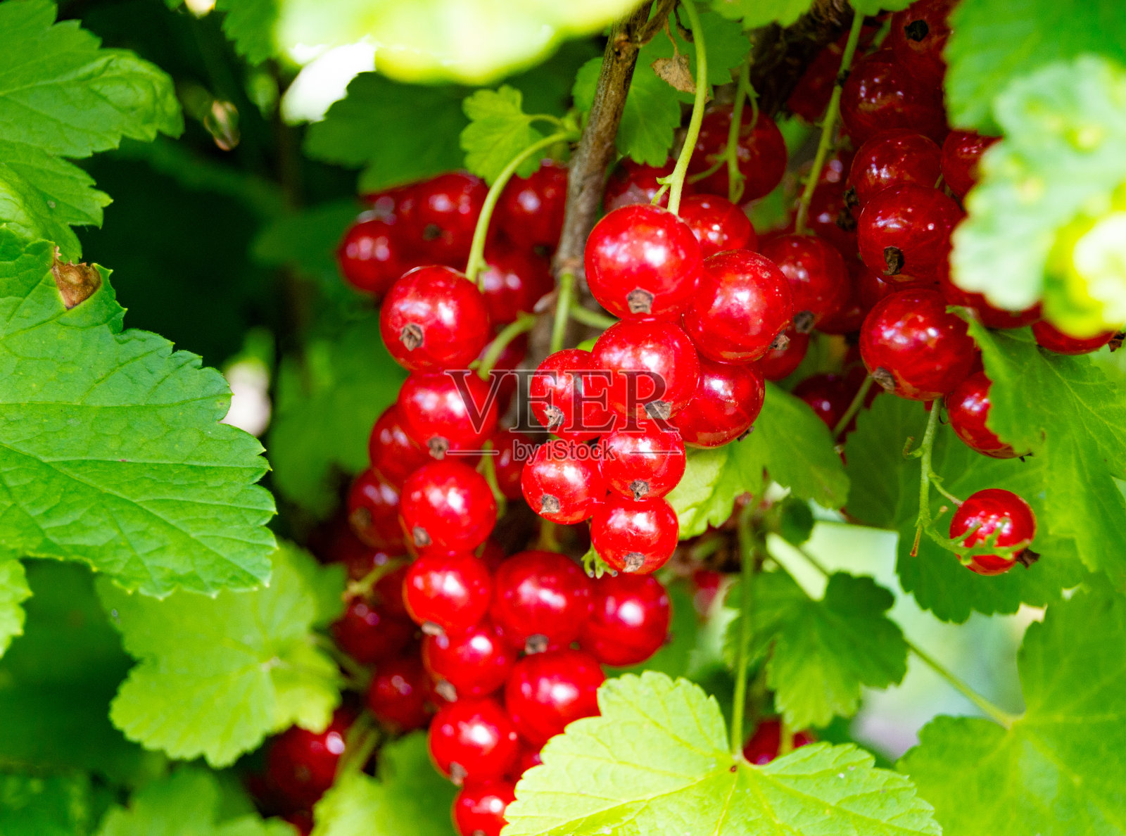 布什贝瑞醋栗照片摄影图片