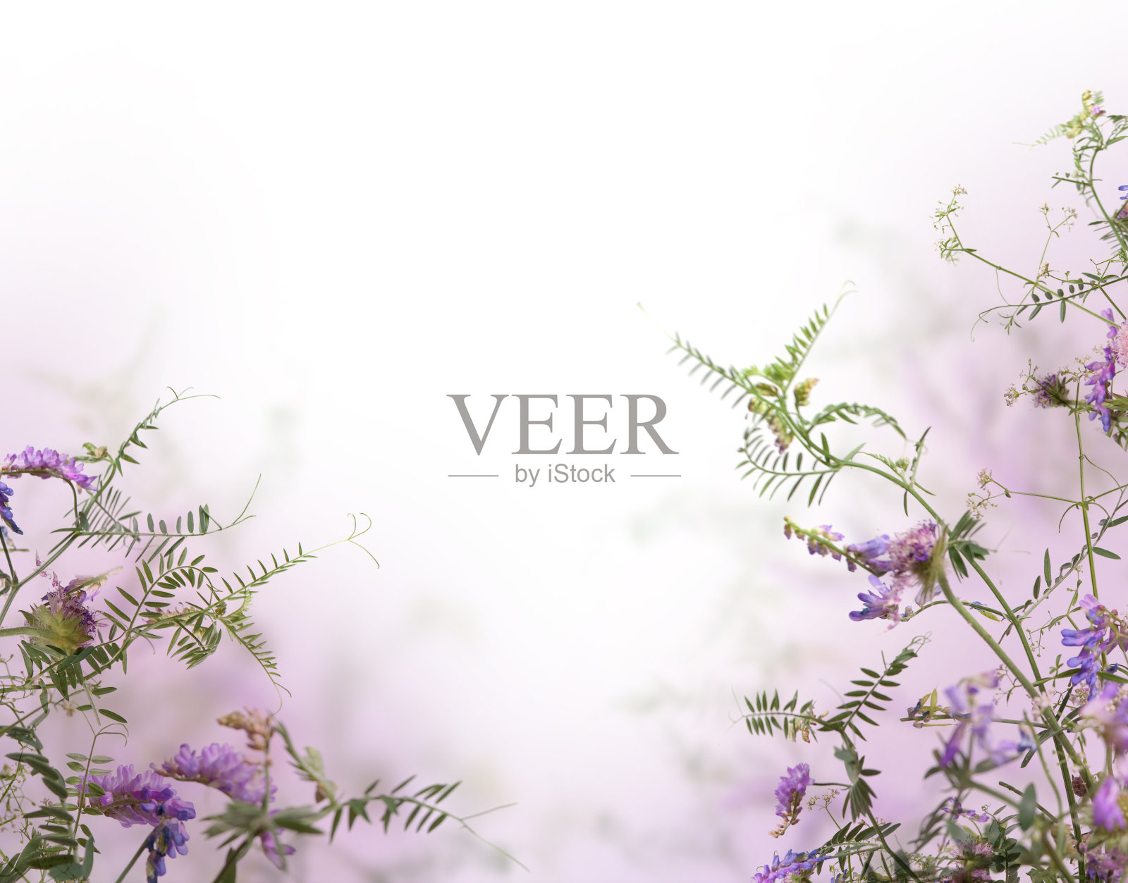 背景与紫罗兰花和抽象散景光照片摄影图片