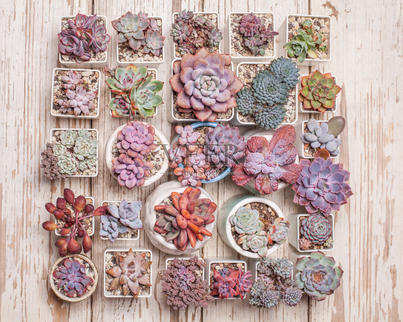 明亮多彩的象形花,景天和pachyphytum花木制背景,俯视图照片摄影图片