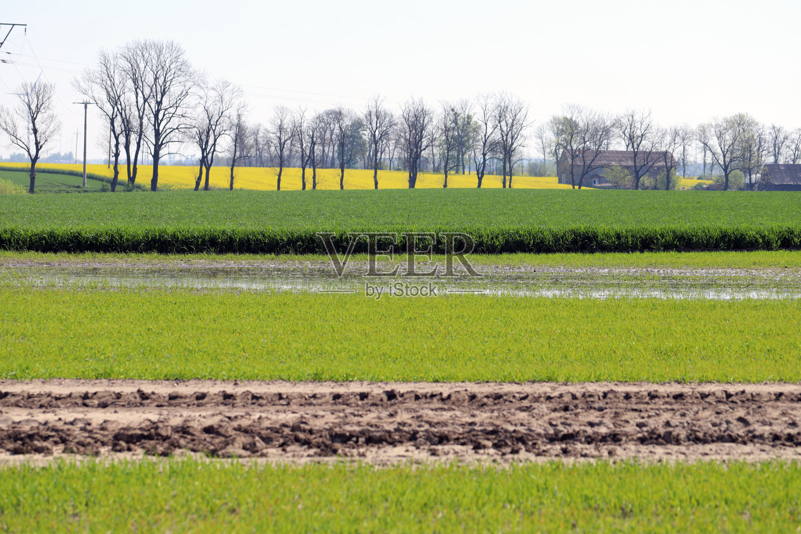 欧洲中部丘陵上绿色田野的农业景观。照片摄影图片