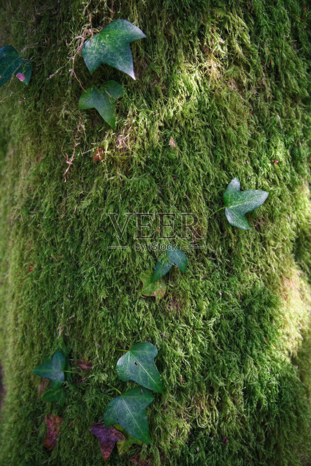 生长在苔藓上的常春藤的自然绿色背景照片摄影图片