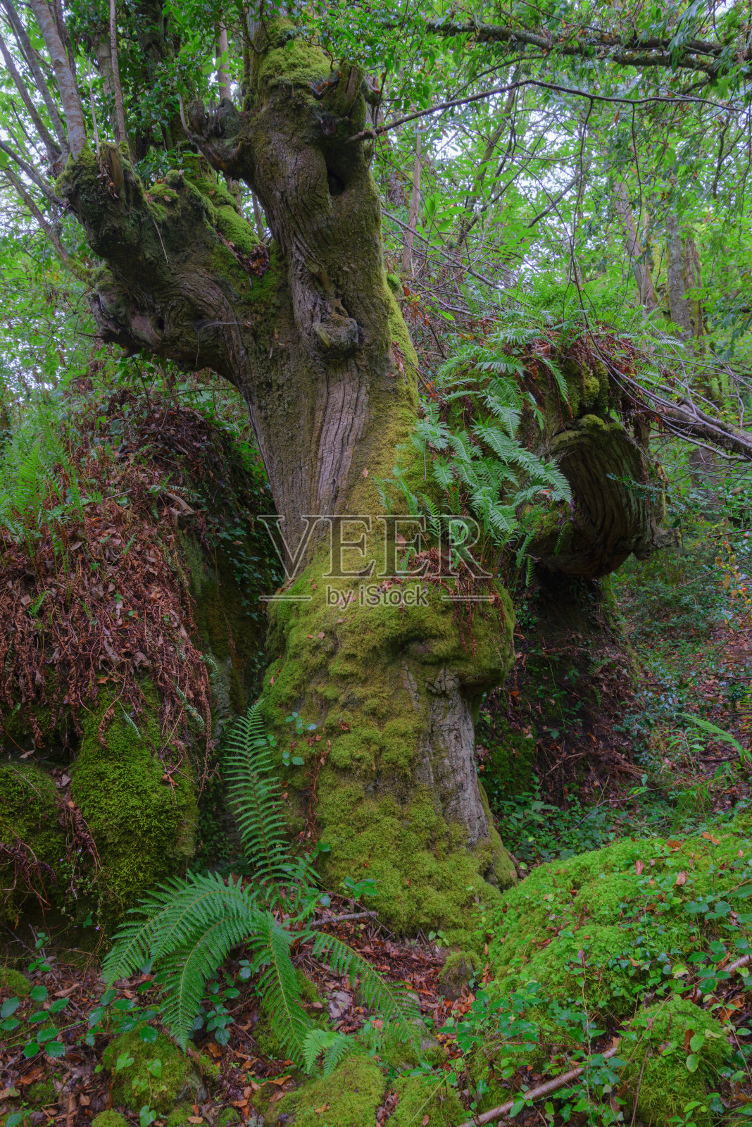 被蕨类植物环绕的古代栗树标本照片摄影图片