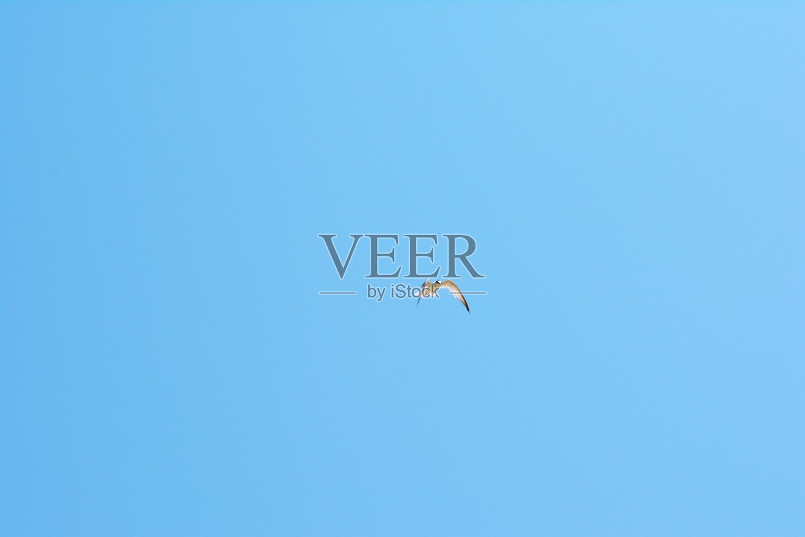 鸟照片摄影图片