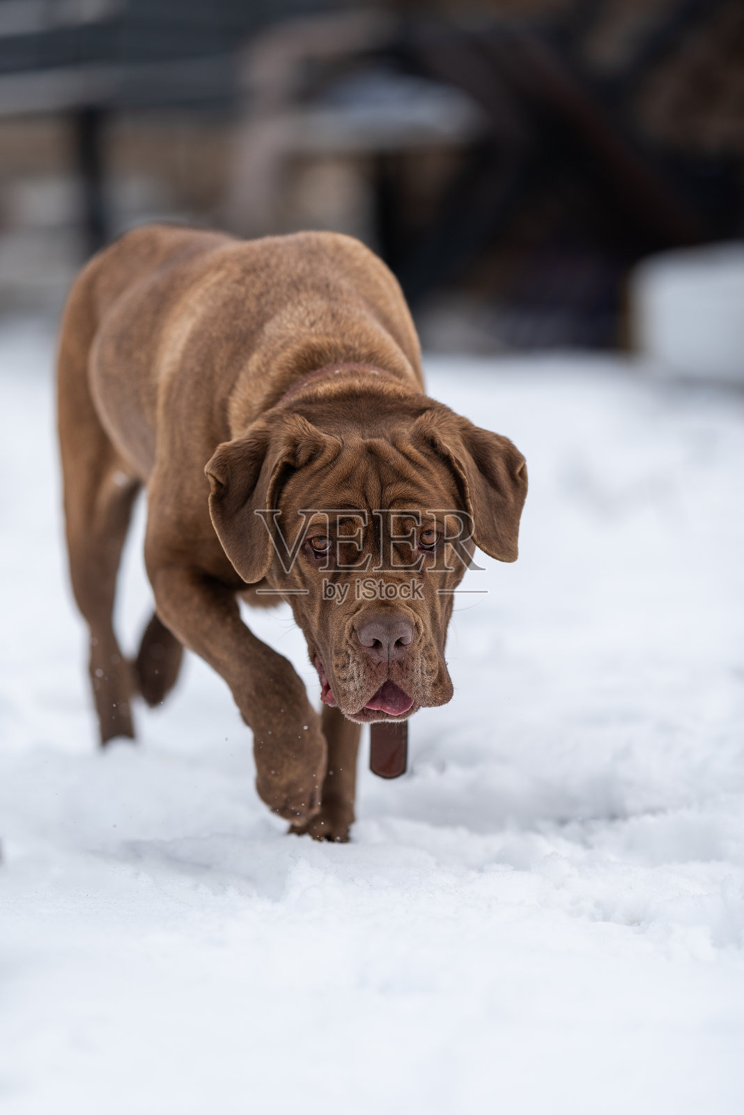 当他慢慢地走过雪地,看着镜头的时候,他看到了手杖头上的皮肤褶皱照片摄影图片