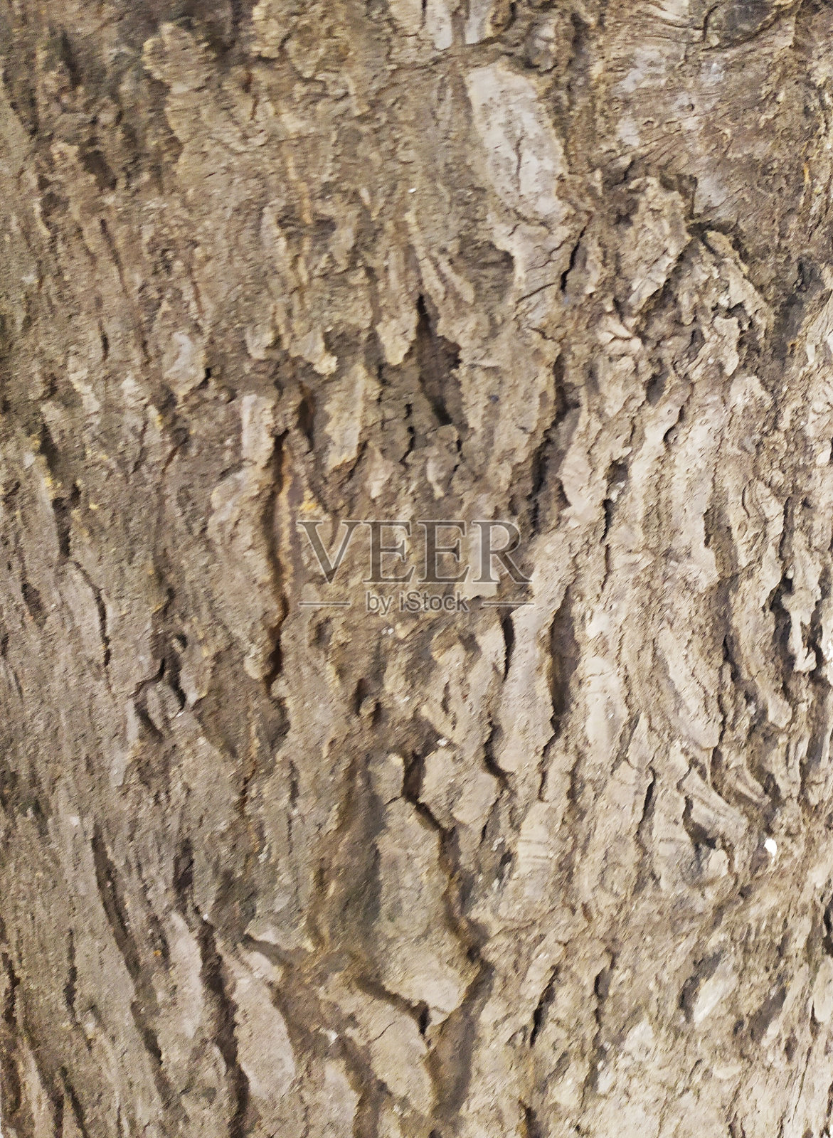 树的纹理照片摄影图片