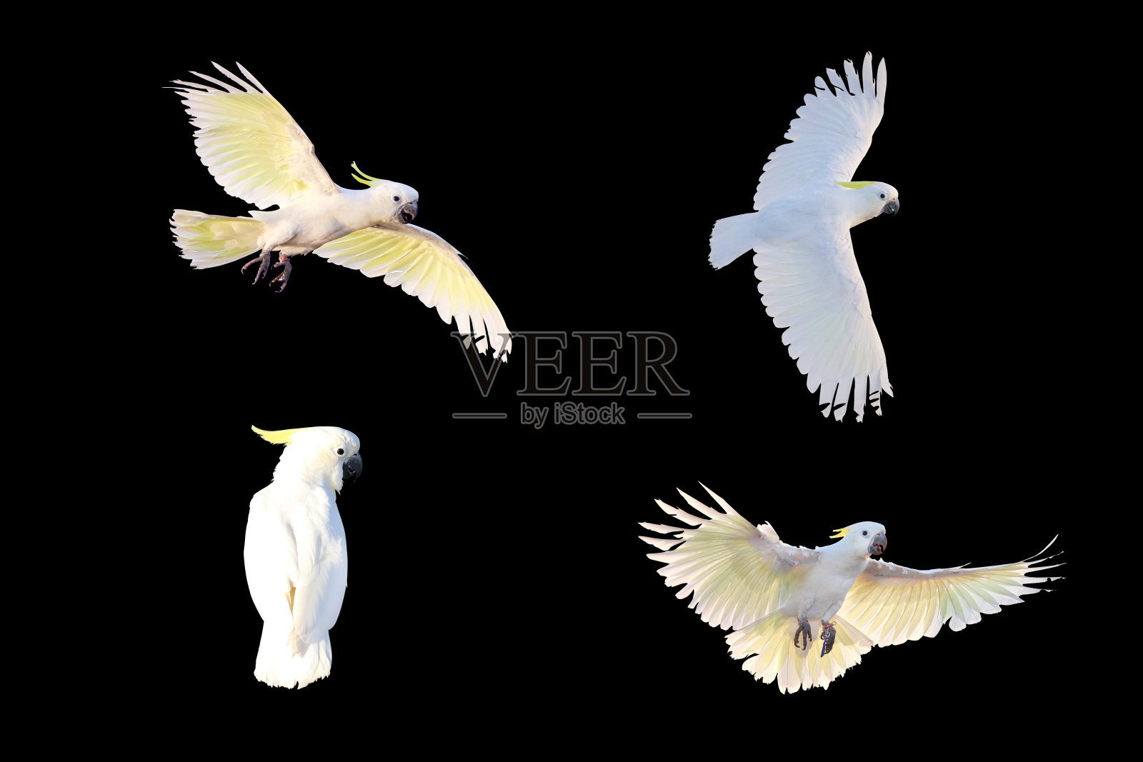 鹦鹉照片摄影图片