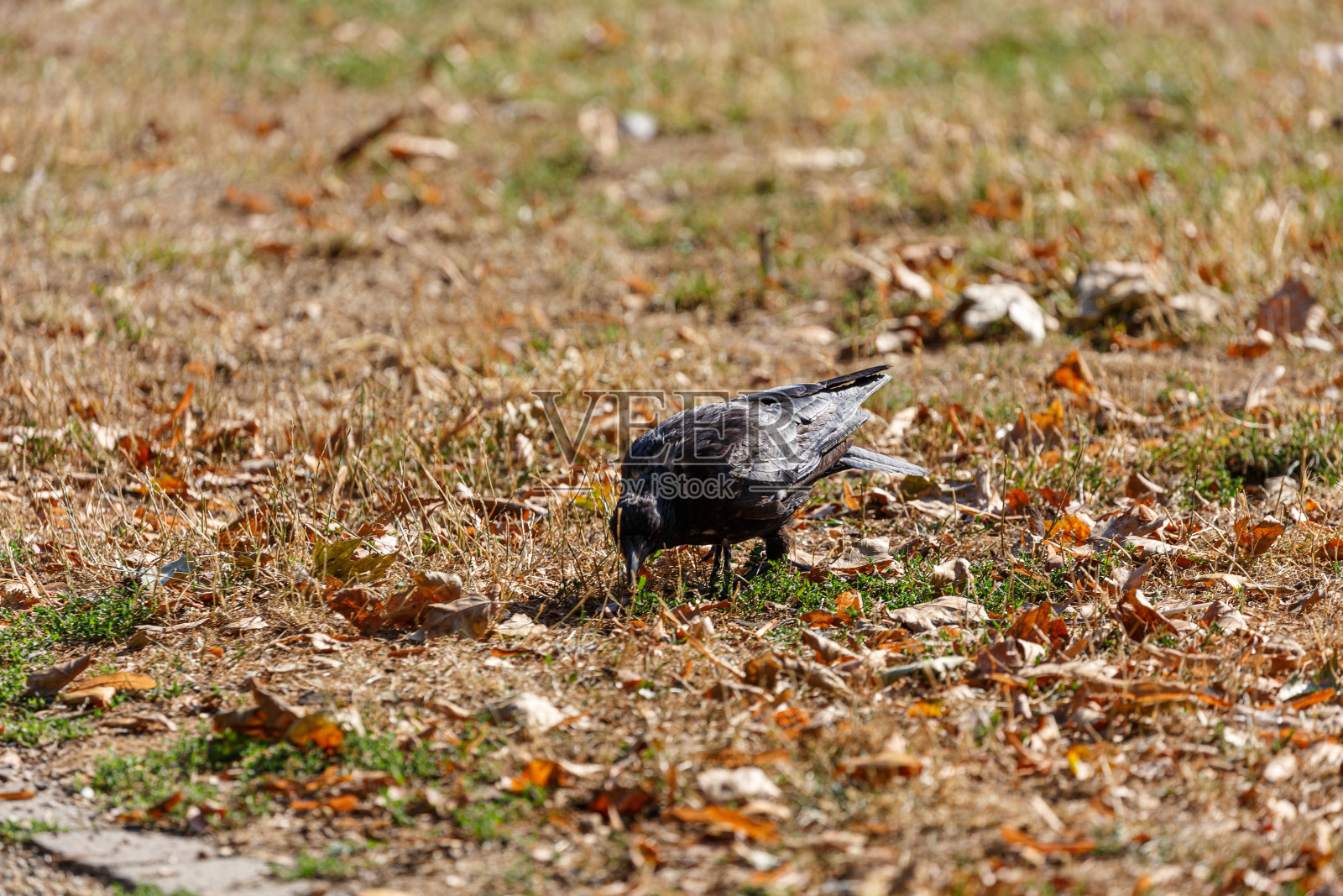乌鸦在公园的草地上散步照片摄影图片