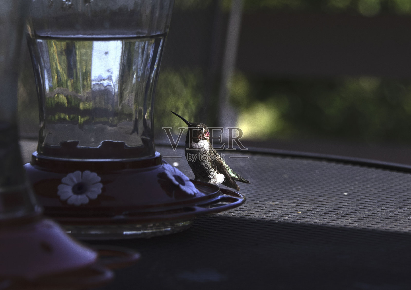 蜂鸟值班照片摄影图片