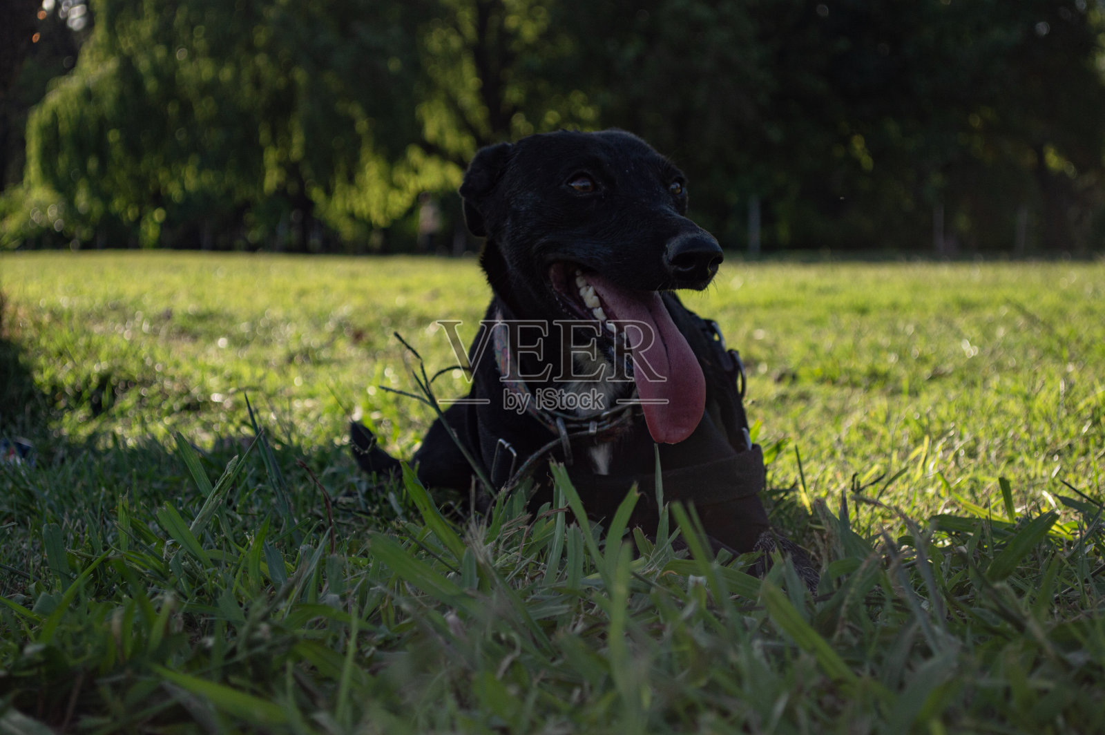 休息的狗照片摄影图片