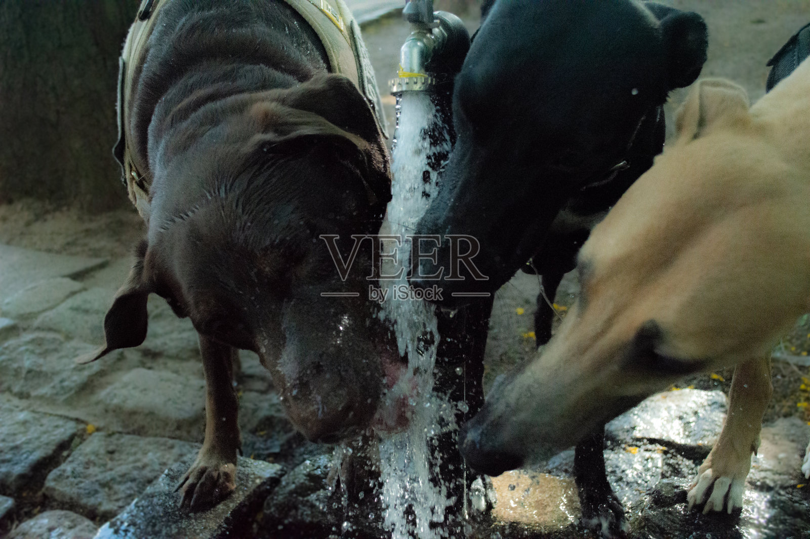 口渴的动物照片摄影图片
