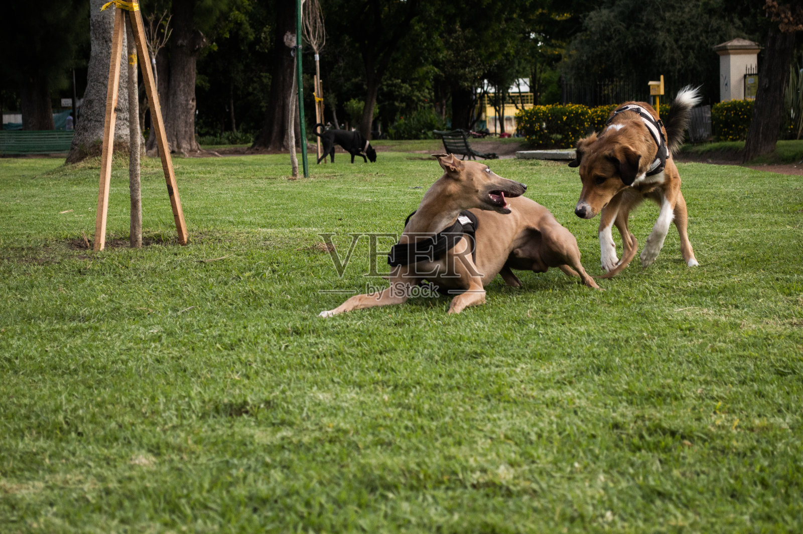 狗的家庭照片摄影图片