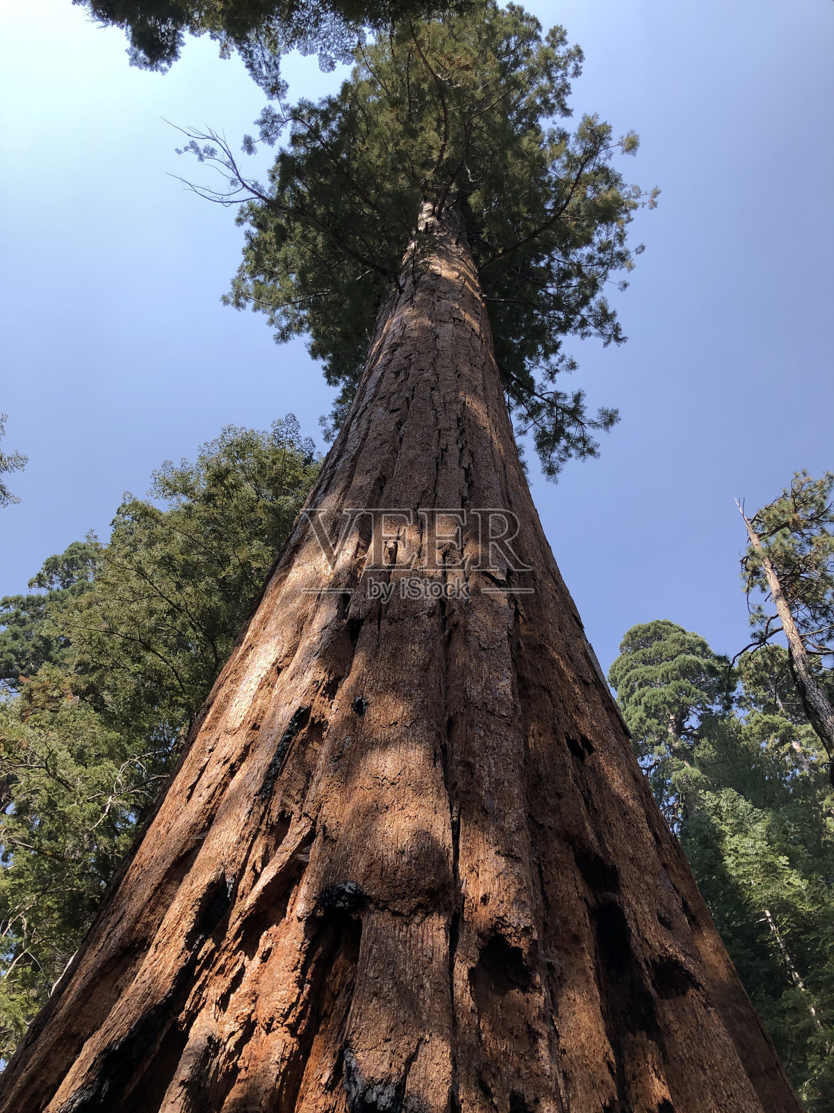红杉巨人照片摄影图片