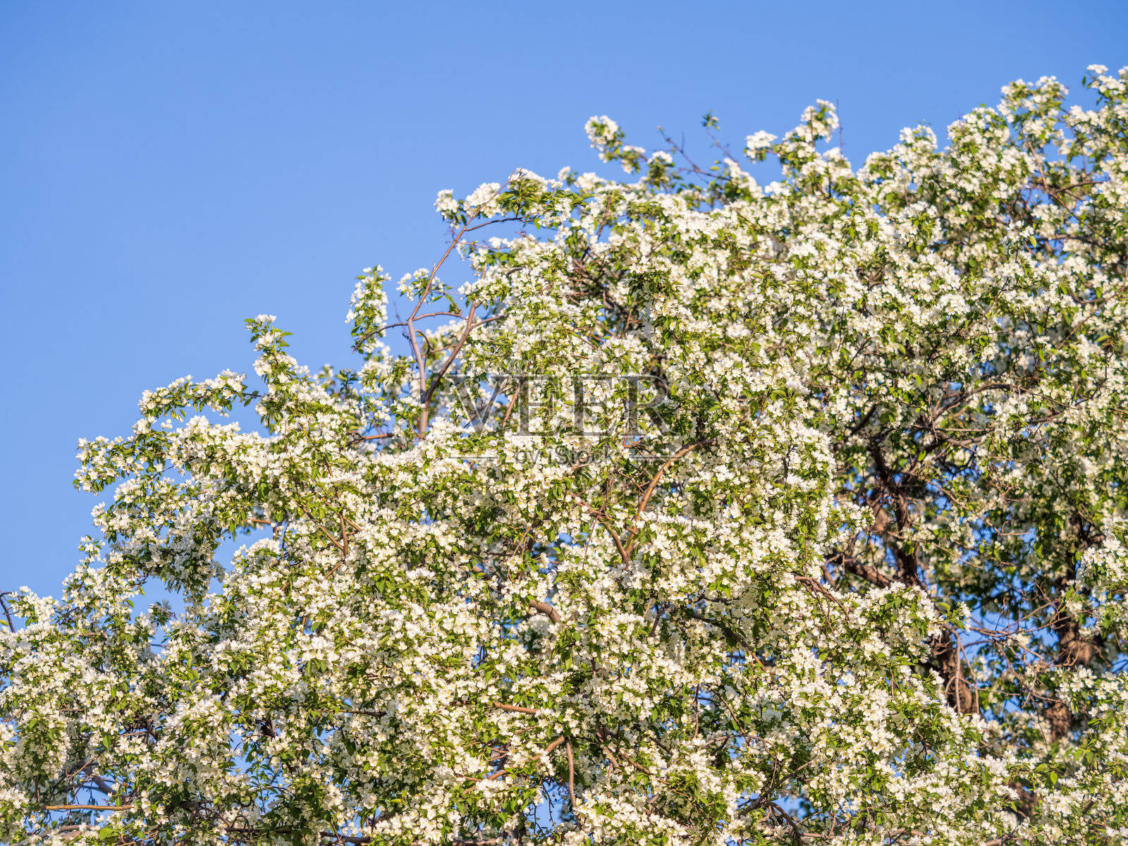在湛蓝晴空的背景下,开着白花的苹果树枝。照片摄影图片