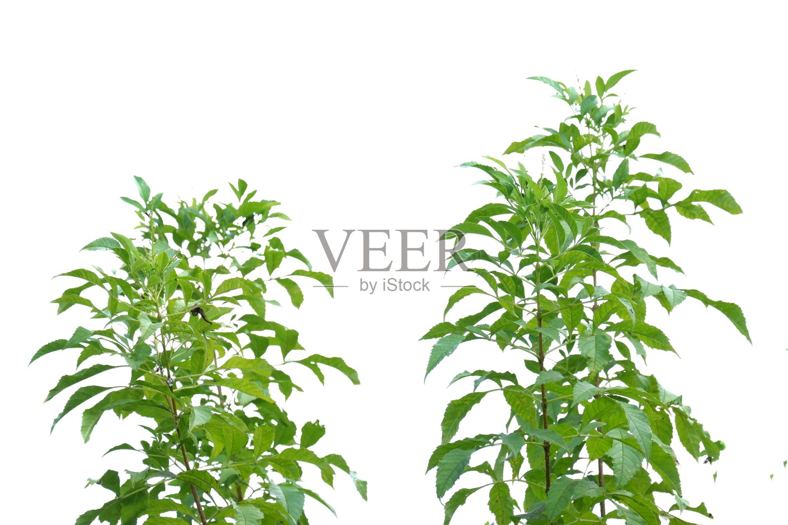 热带植物的叶子分枝在白色孤立的背景为绿色的叶子背景照片摄影图片