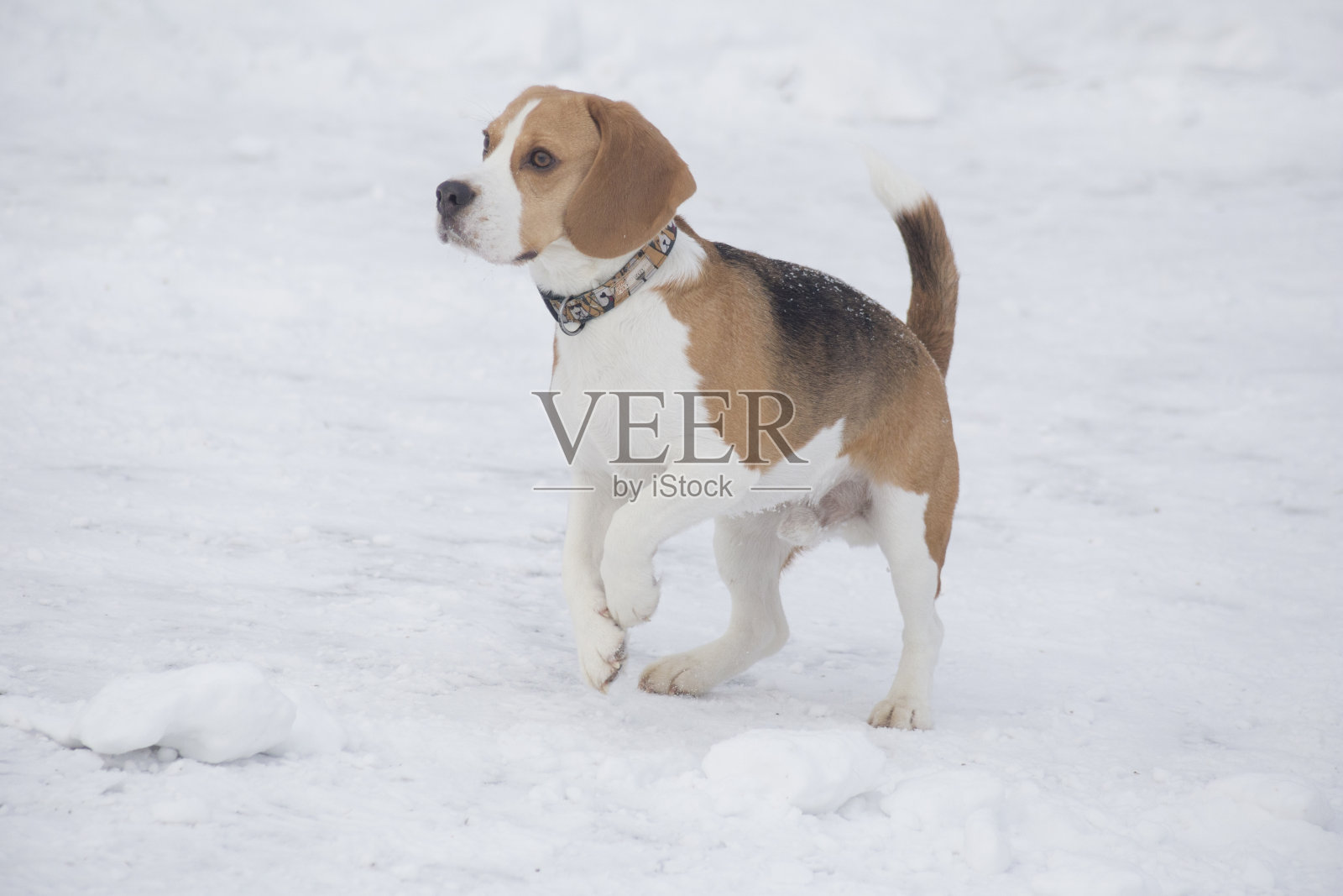 可爱的英国小猎犬站在冬季公园的白雪上。宠物的动物。照片摄影图片