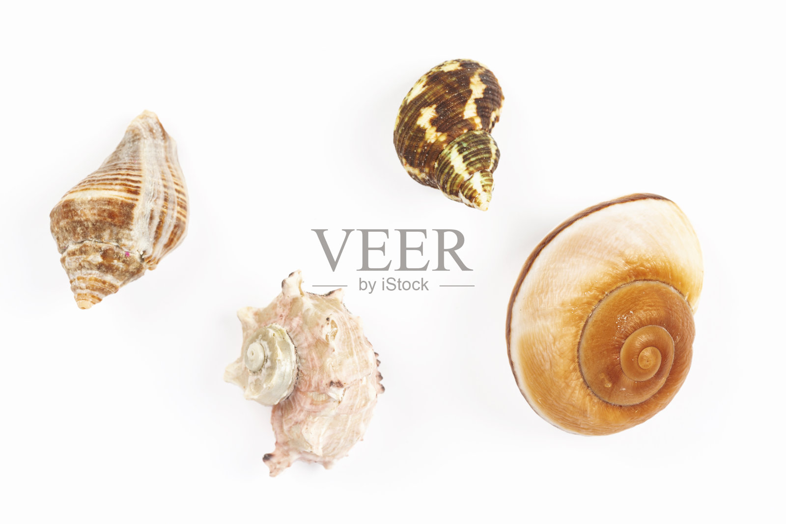 在白色背景上孤立的贝壳照片摄影图片