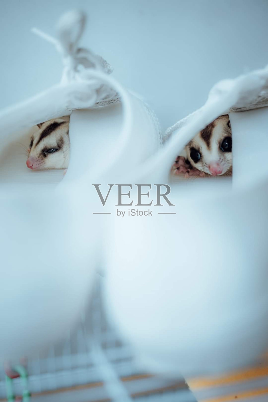 糖滑翔机照片摄影图片