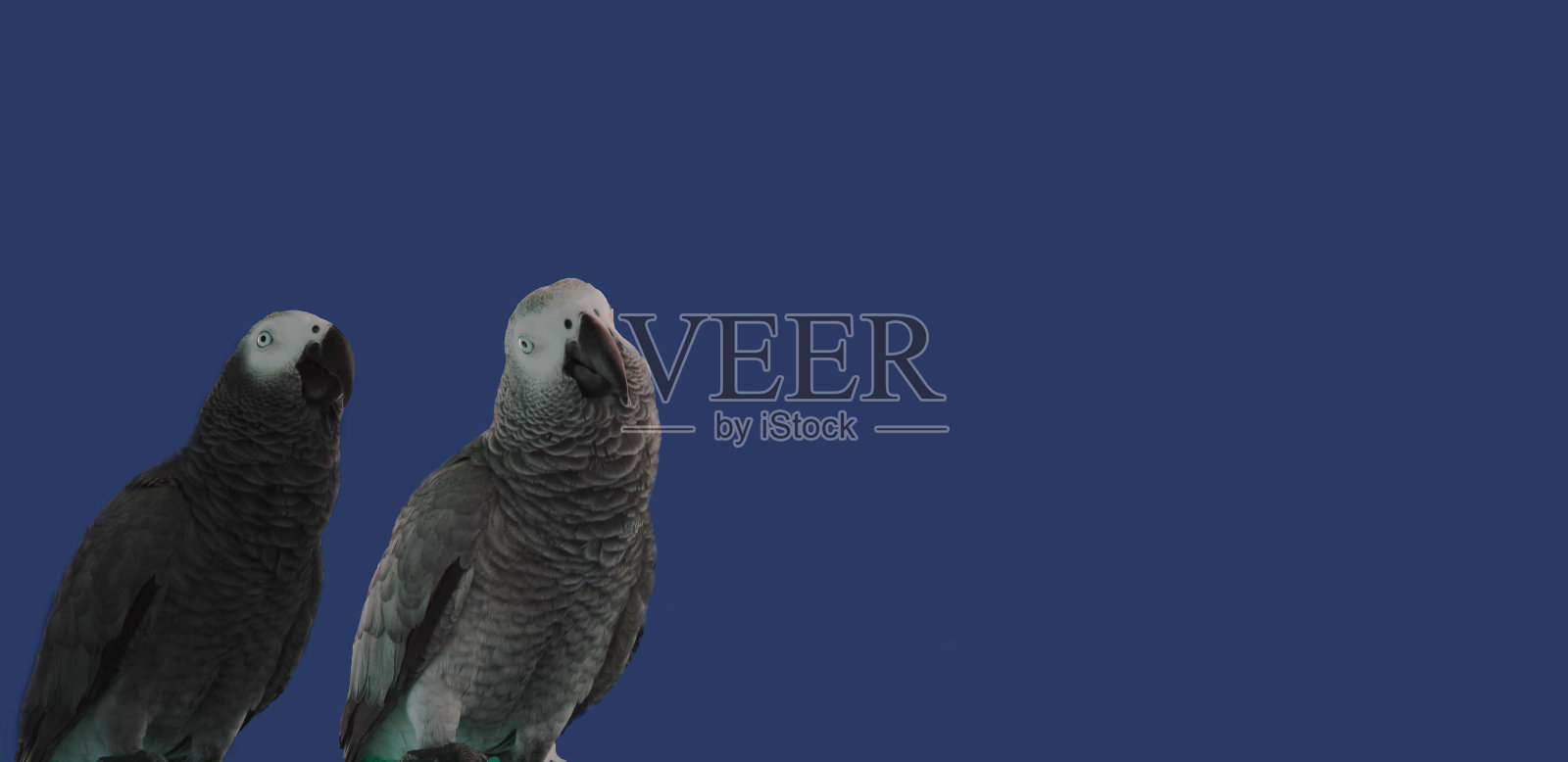 可爱的鹦鹉照片摄影图片