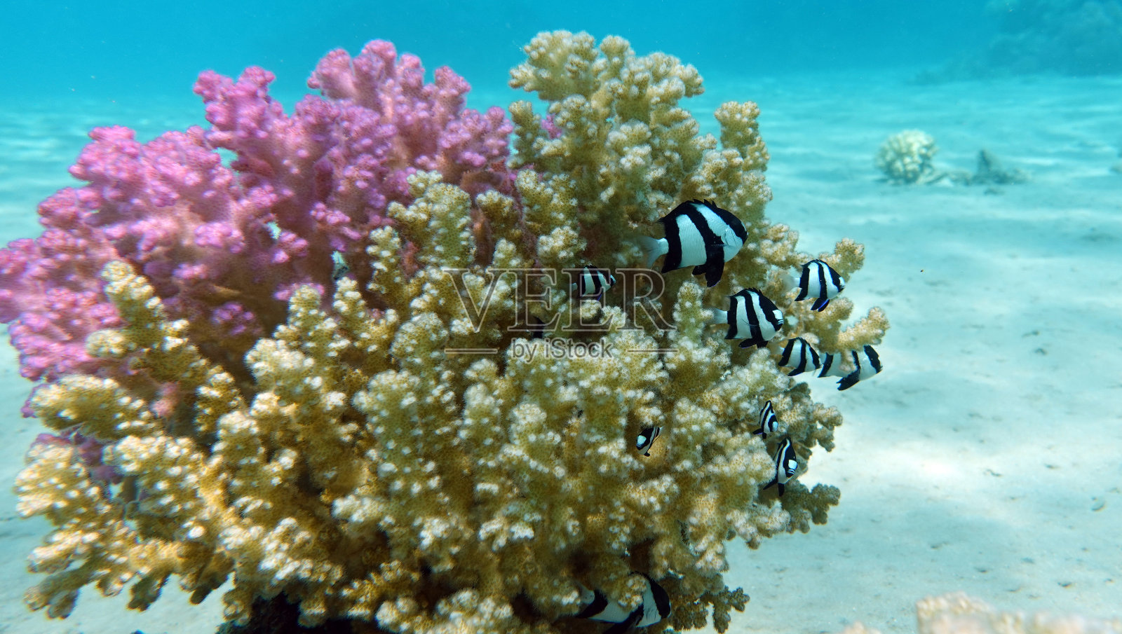 红海珊瑚礁上的蝴蝶鱼照片摄影图片