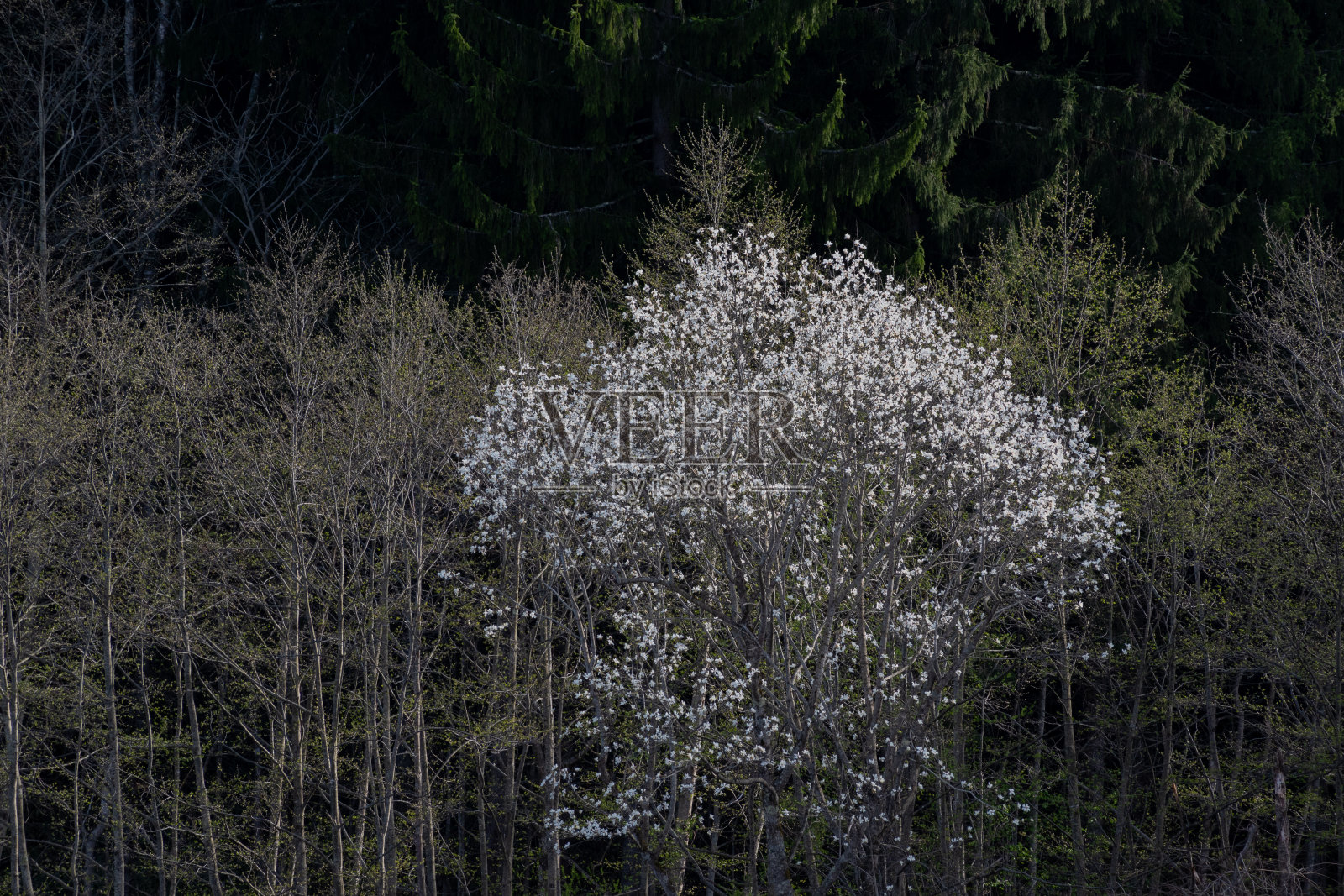 春天的田野里,玉兰花盛开照片摄影图片