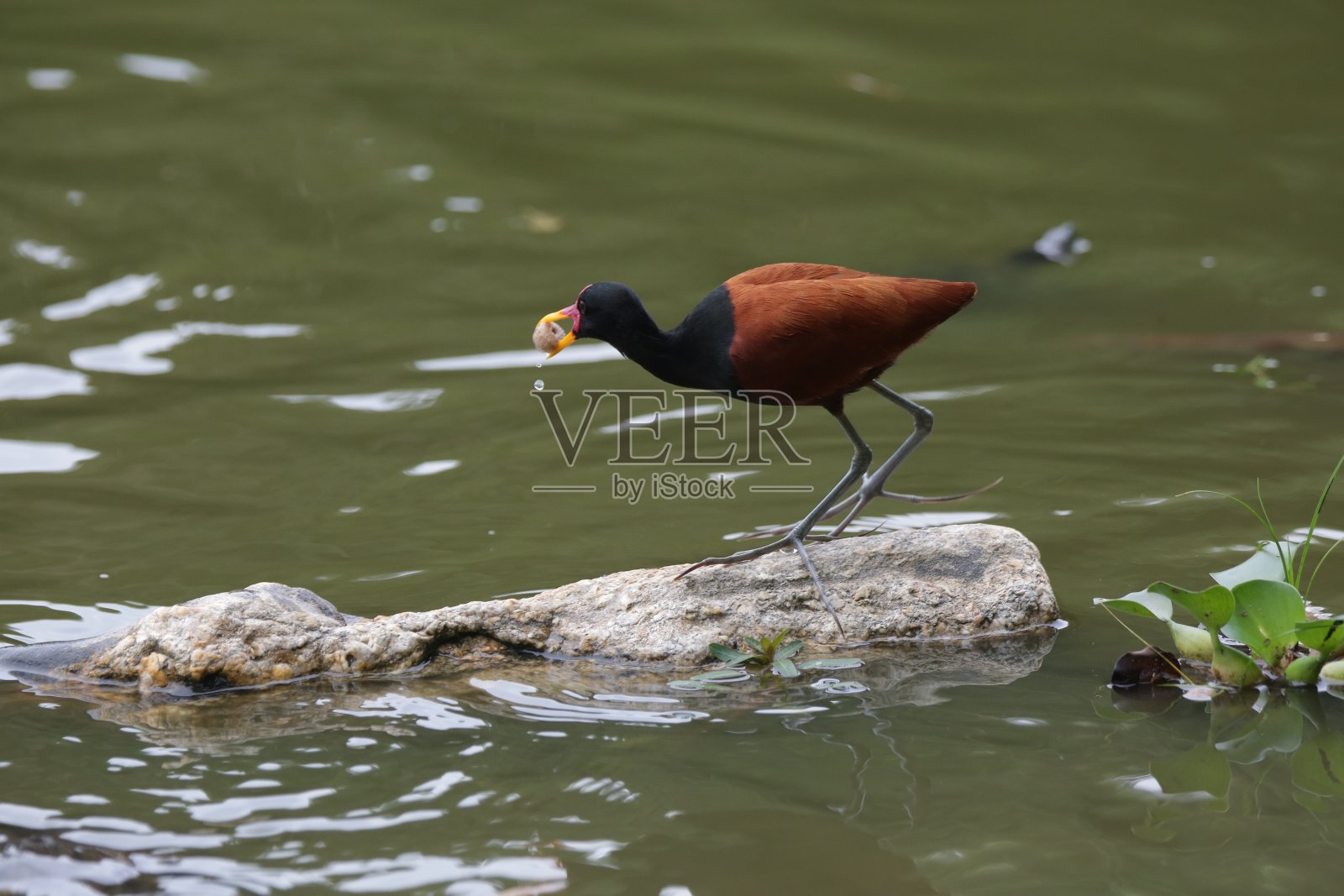 美丽的鸭子在池塘与自然背景。照片摄影图片