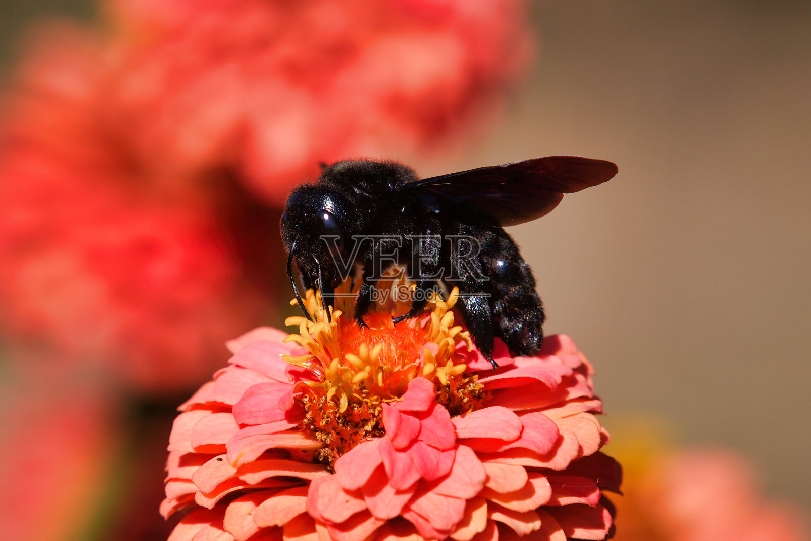 紫木蜂,百日菊上的紫木犀花照片摄影图片