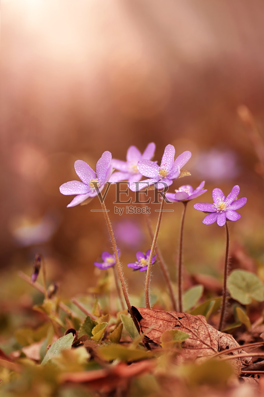 花(Hepatica nobilis mill)照片摄影图片
