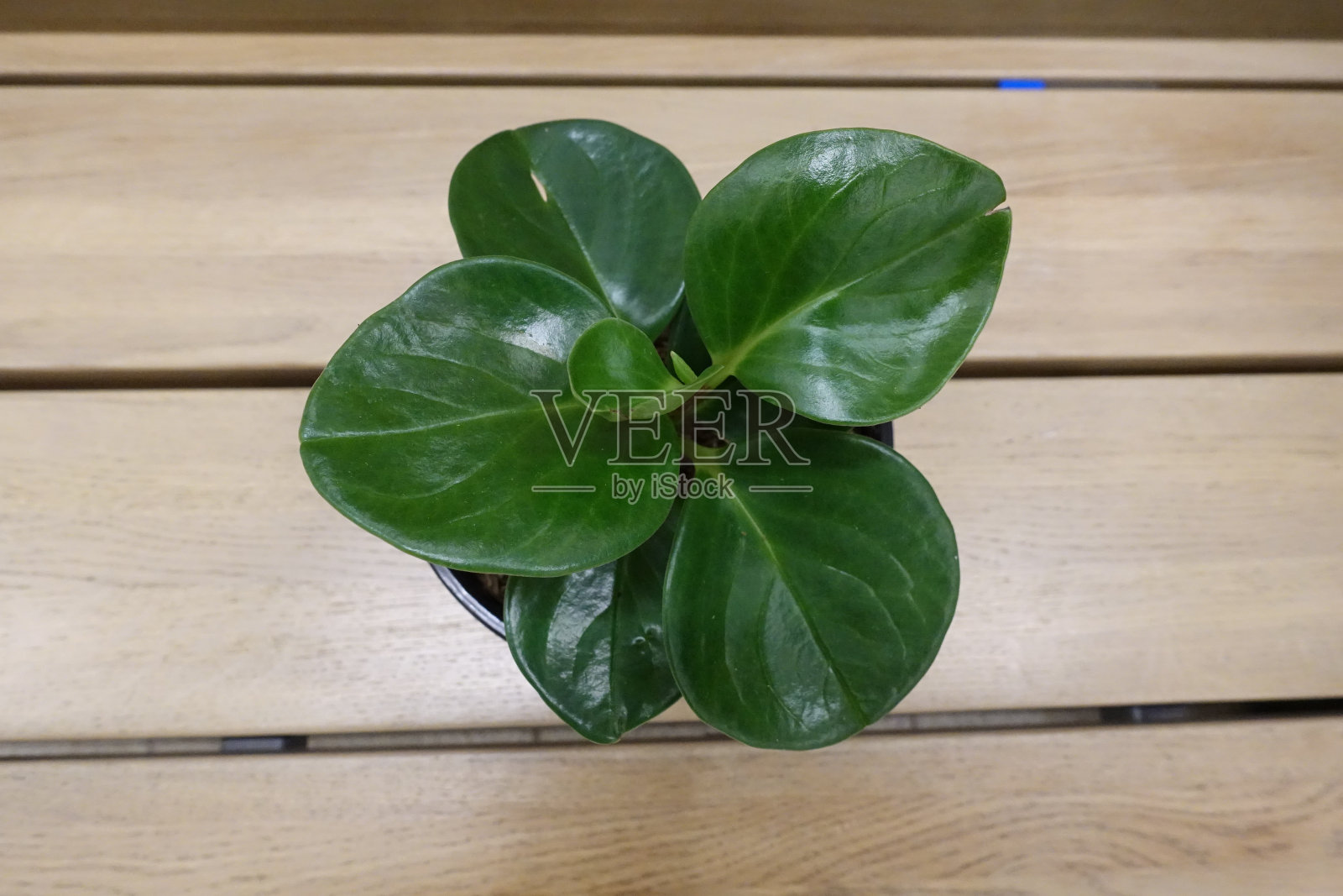 绿色的植物,草在一个木制背景的杯子。室内植物照片摄影图片