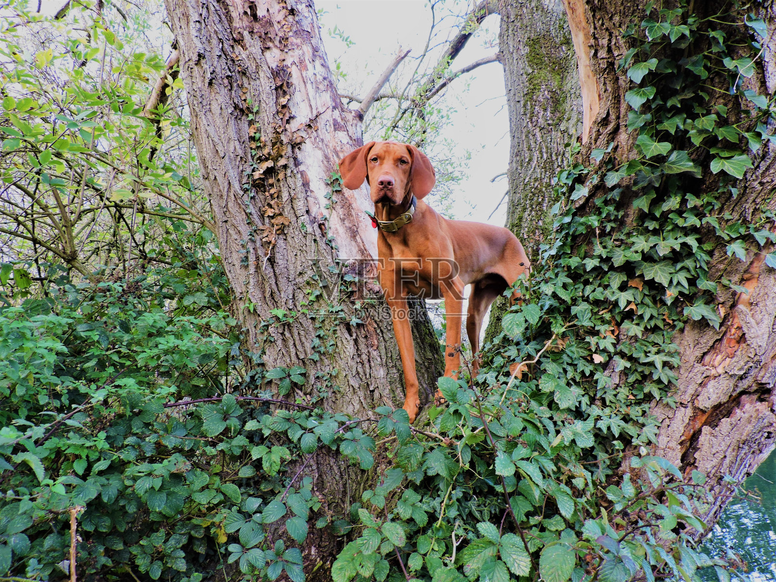 比斯拉照片摄影图片