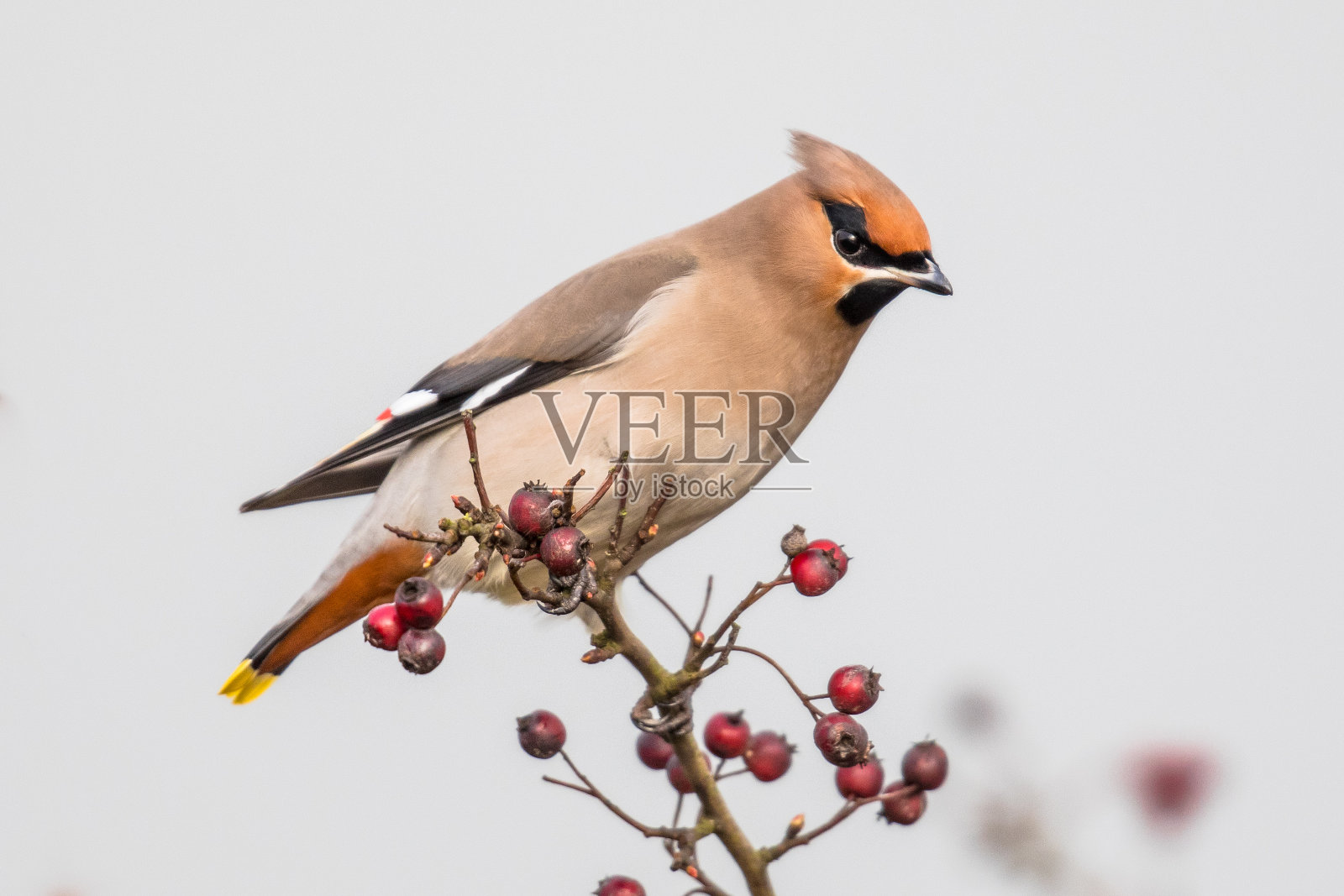 采食树上红色浆果的波西米亚蜡翅鸟照片摄影图片