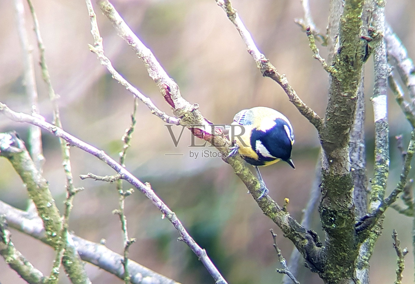 果园中的山雀照片摄影图片