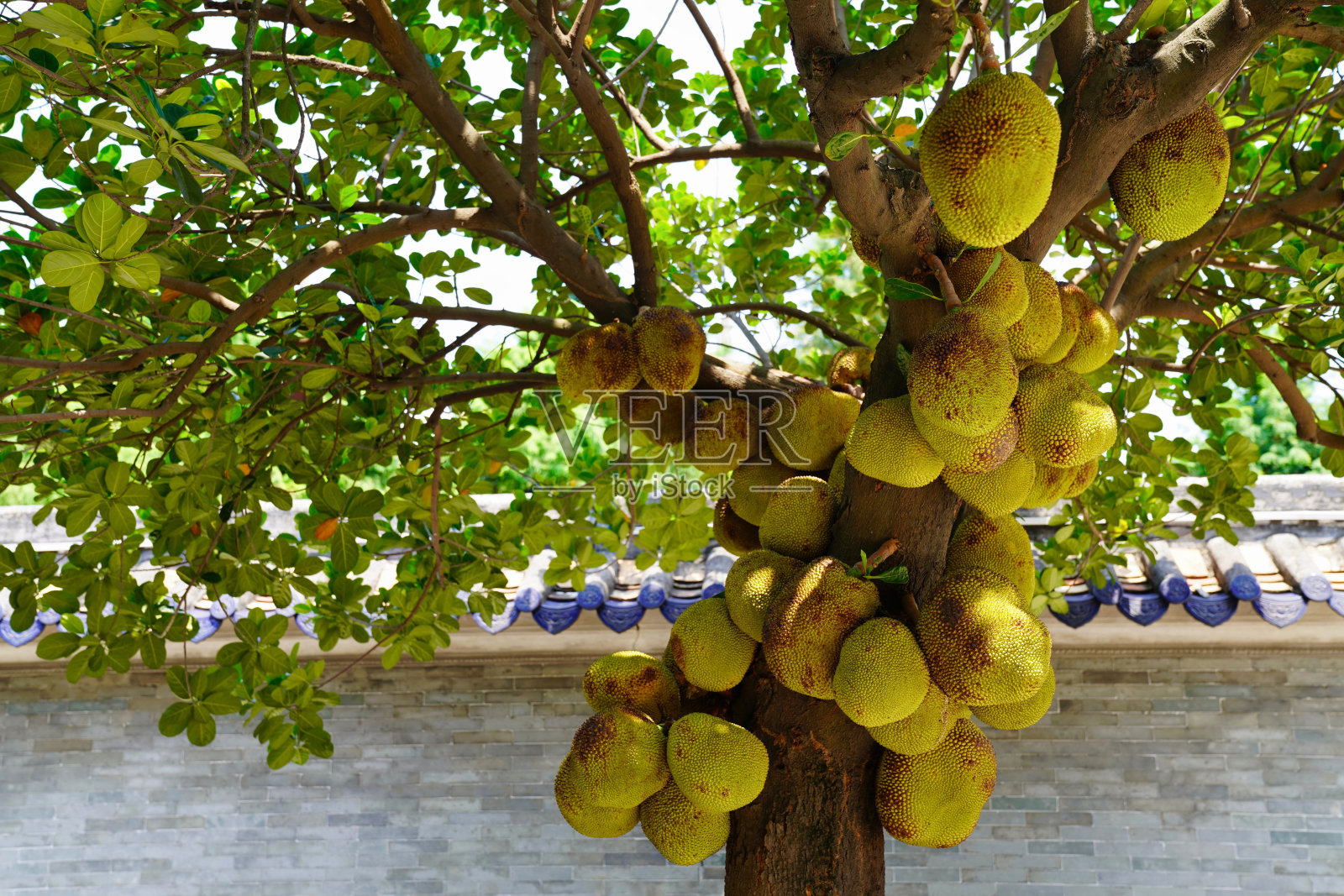 榴莲是锦葵科植物的一个属,大约有30种,生长在东南亚的雨林中照片摄影图片