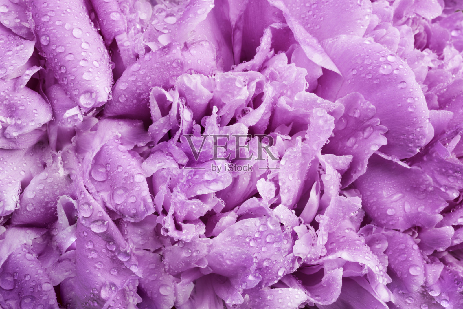 紫介子花背景。照片摄影图片