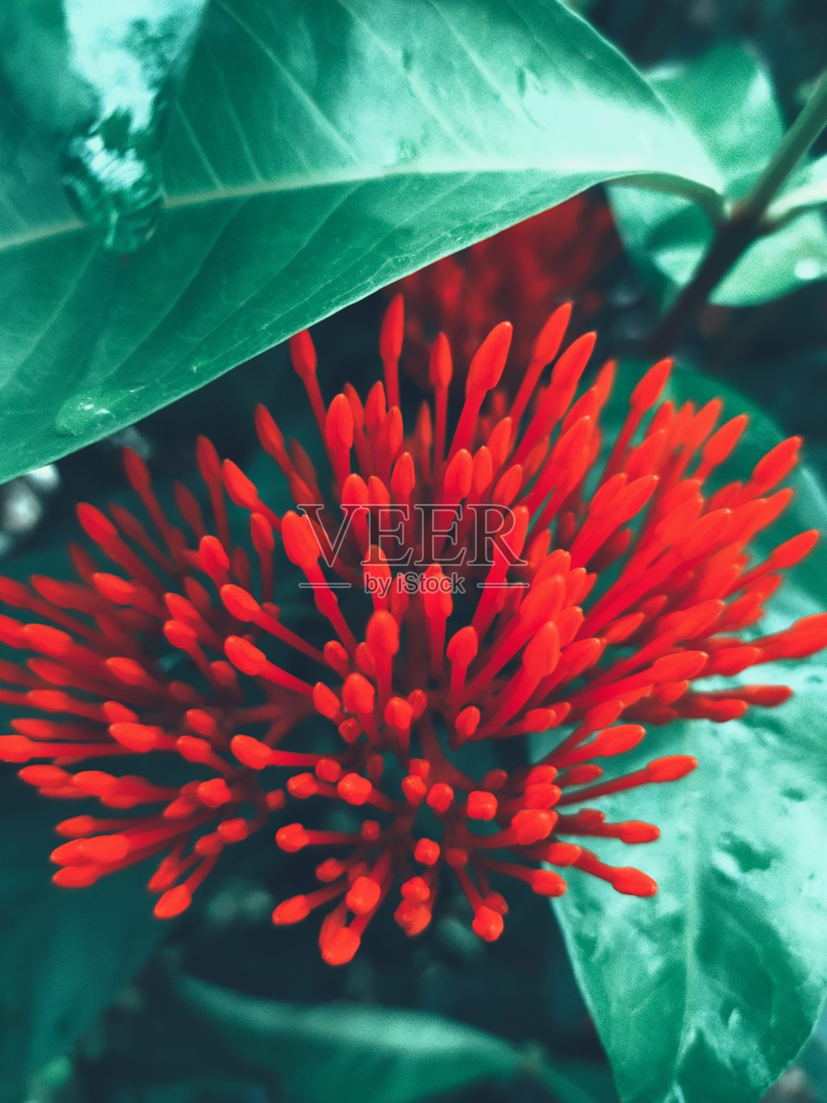 萨拉卡阿索卡花瓣照片摄影图片