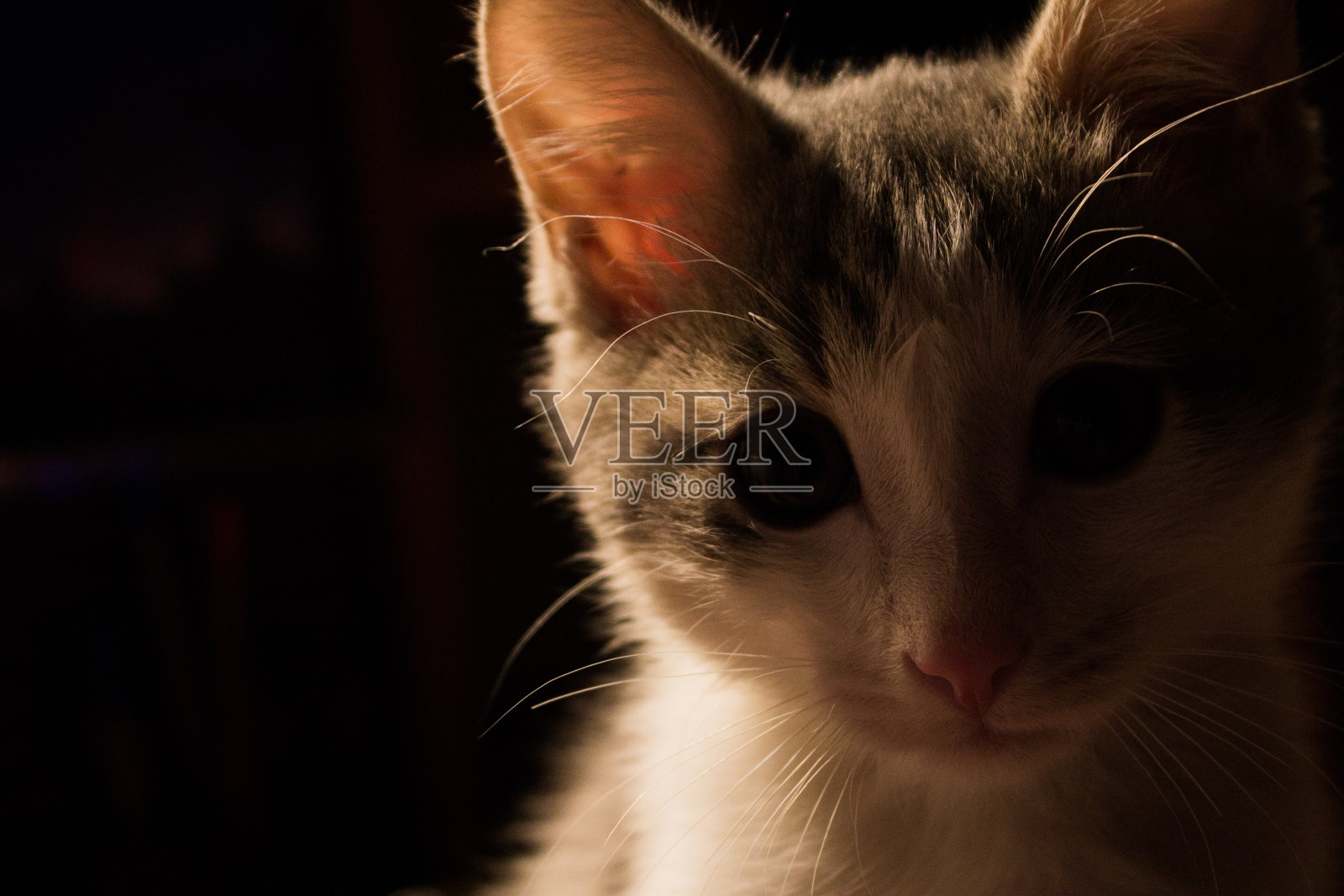 猫照片摄影图片