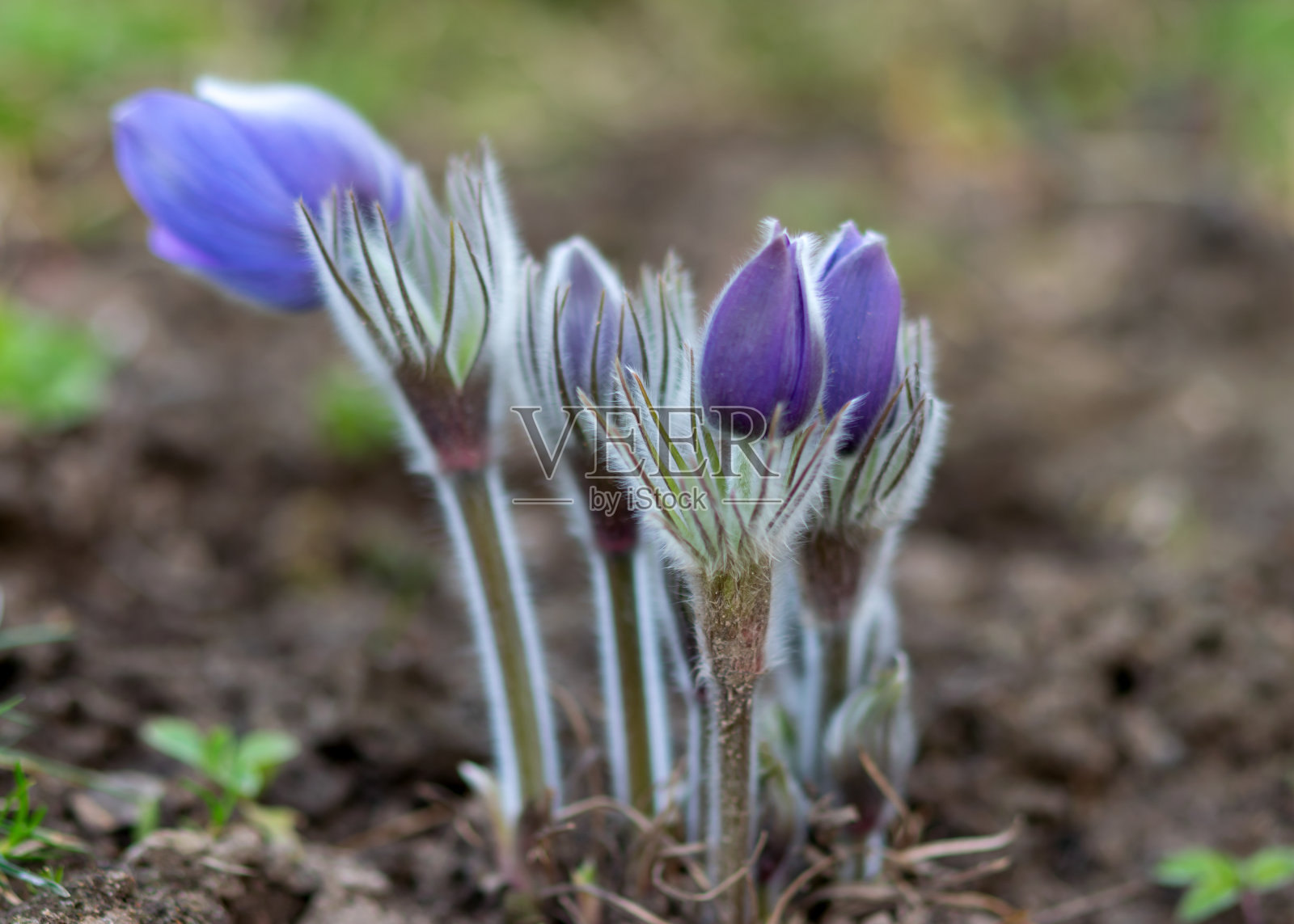 紫白头翁花的特写,美丽的散景,美丽盛开的白头翁花,春天林间五彩缤纷的花,大花朵朵照片摄影图片