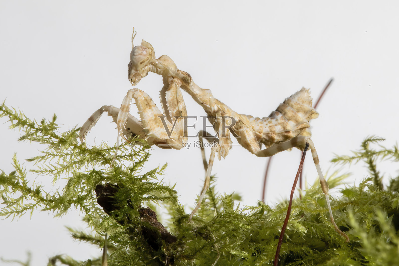 这是一个多刺的蓟螳螂若虫的特写镜头照片摄影图片