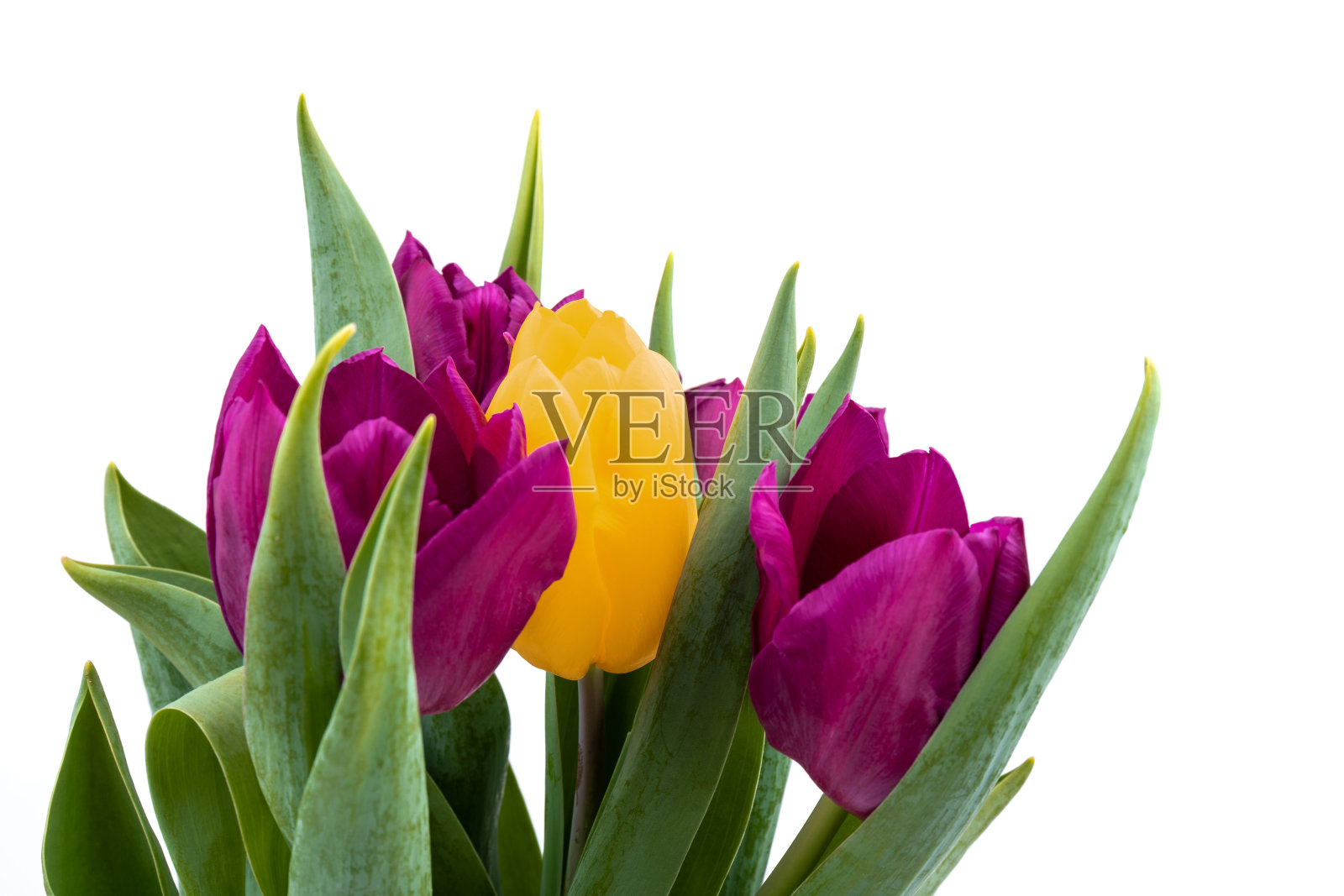 一束新鲜的紫色,黄色郁金香花封闭孤立在白色背景上。春假概念背景。照片摄影图片