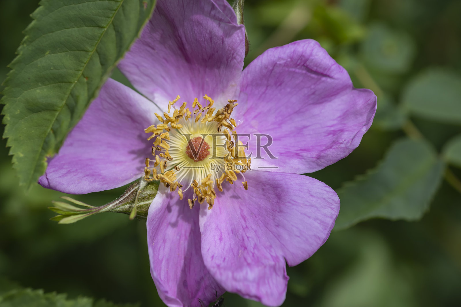 一个Rosa Canina的特写照片摄影图片