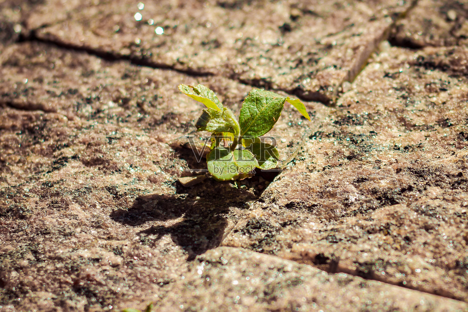 一棵小植物穿过铺路石,花岗岩围绕着一棵年轻的草叶,散发出一种难以置信的对生活的渴望,春天的阳光温暖地照耀着照片摄影图片