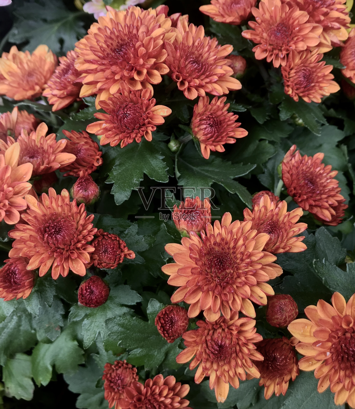 橙色的菊花照片摄影图片