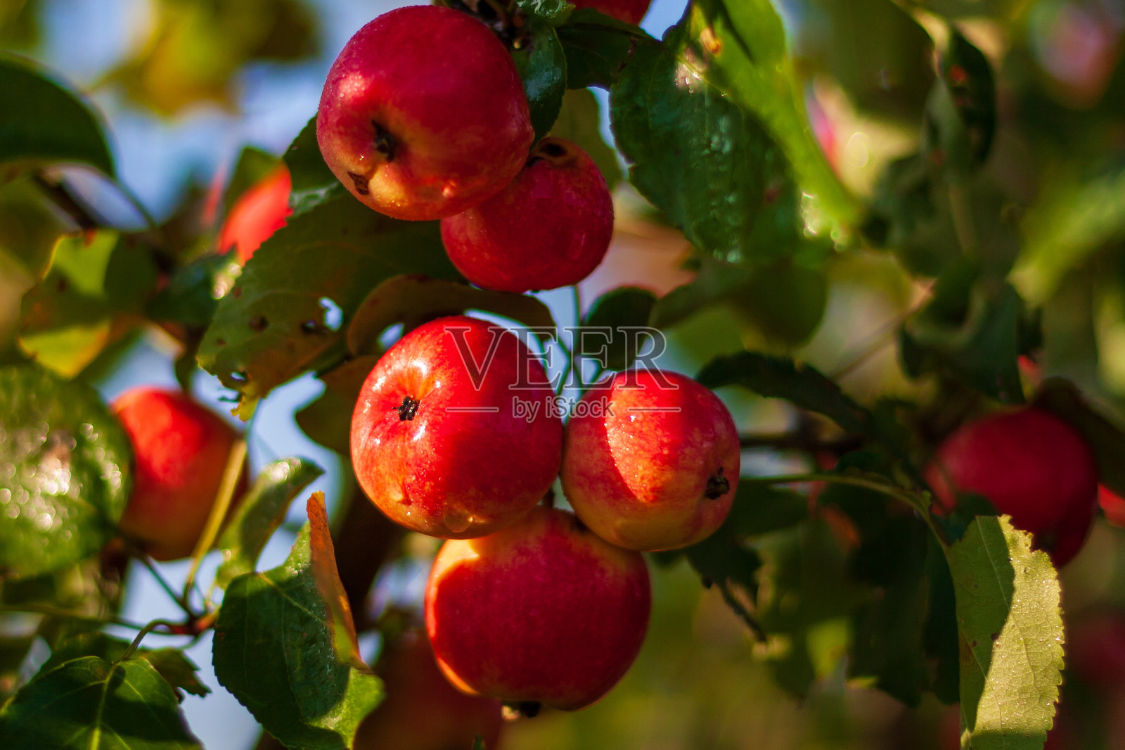树枝上的湿红苹果。树枝上有鲜红的苹果。照片摄影图片