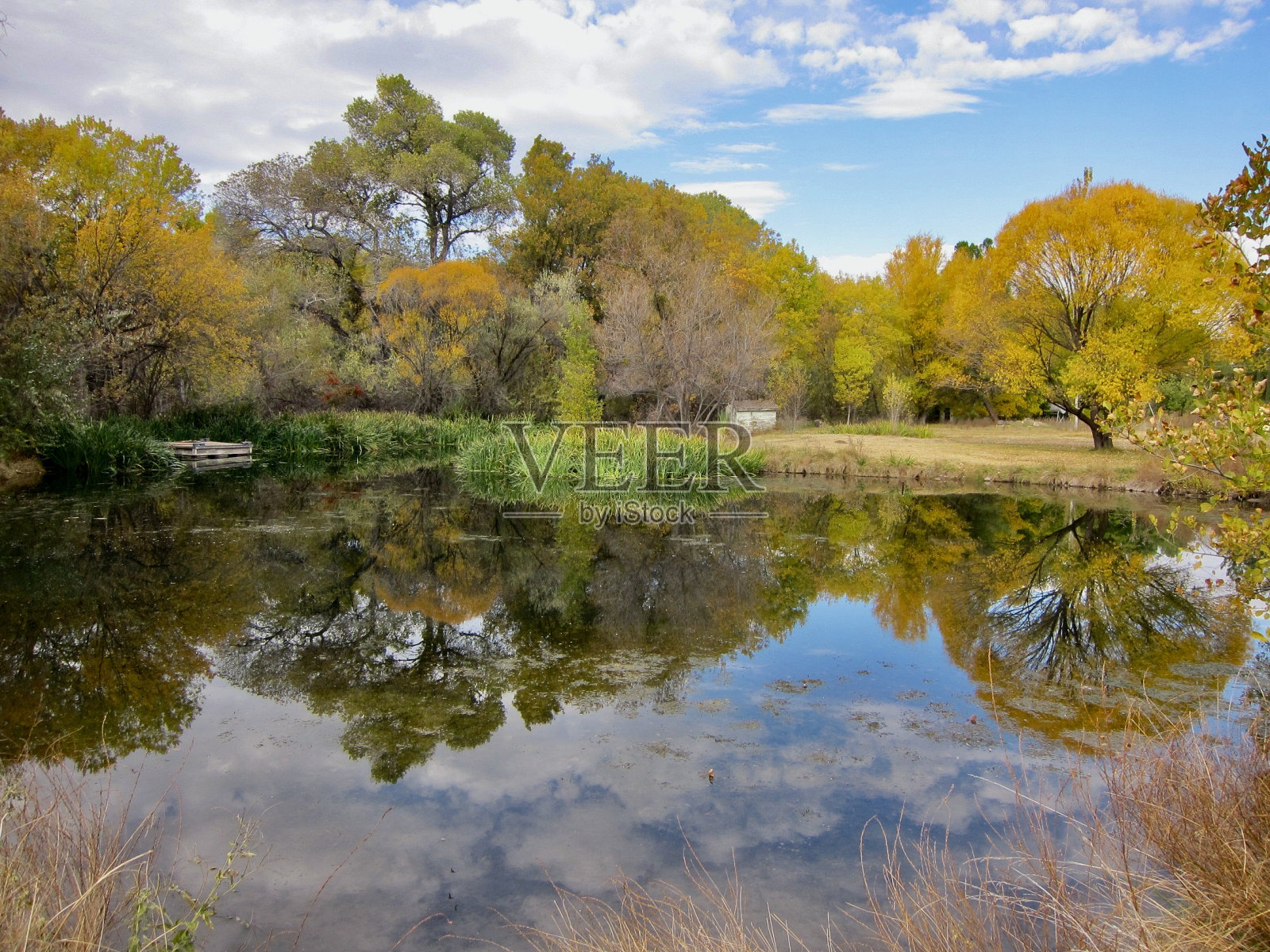 亚利桑那州三角叶杨的秋天照片摄影图片